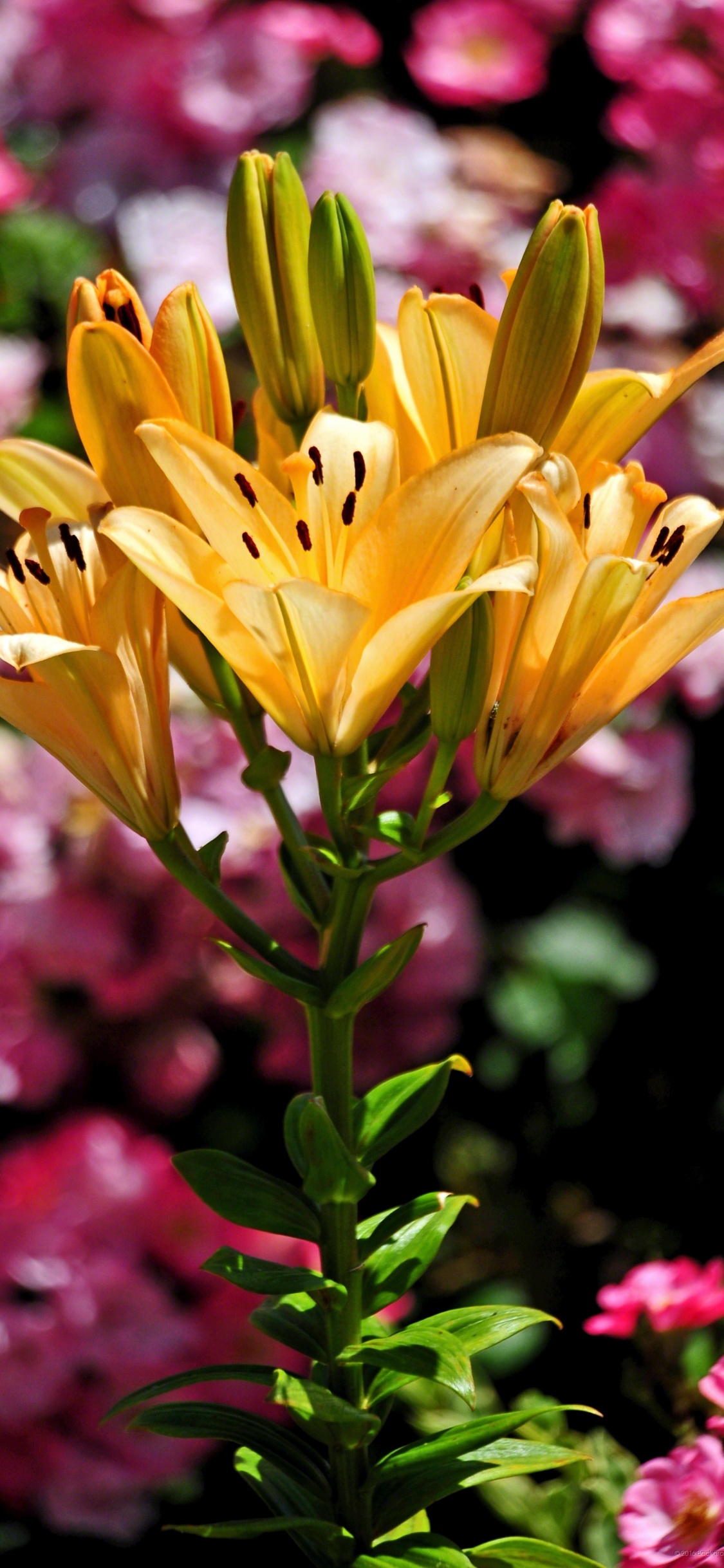Yellow Flower in Tilt Shift Lens. Wallpaper in 1125x2436 Resolution