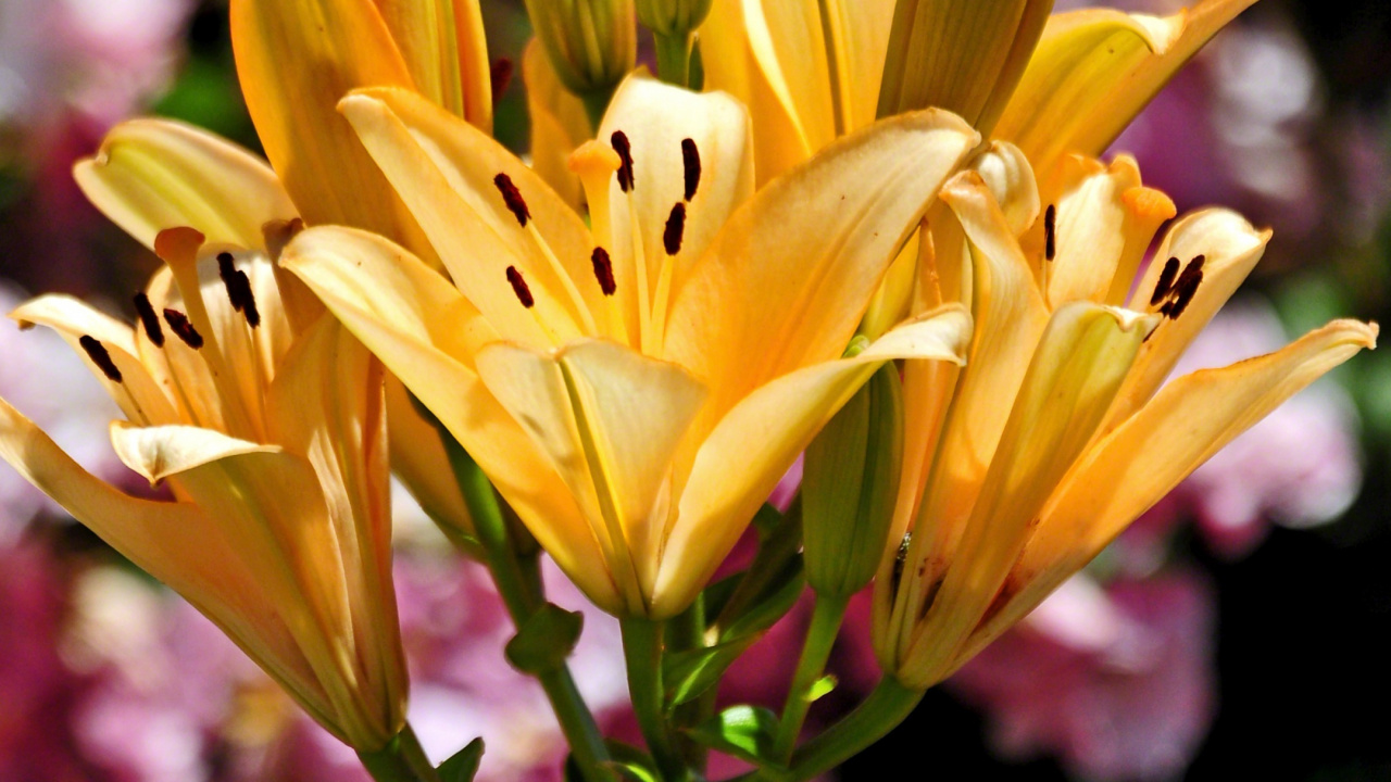 Yellow Flower in Tilt Shift Lens. Wallpaper in 1280x720 Resolution