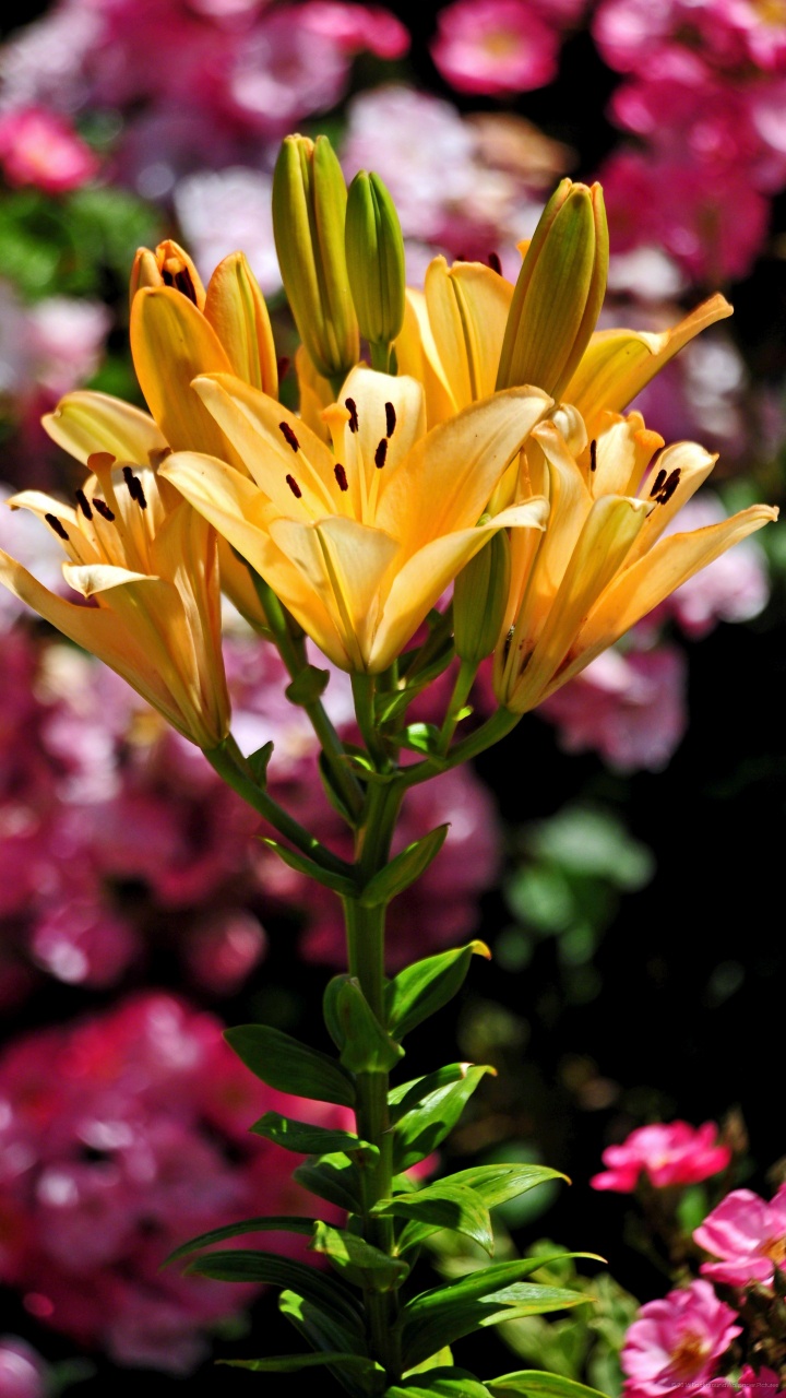 Yellow Flower in Tilt Shift Lens. Wallpaper in 720x1280 Resolution