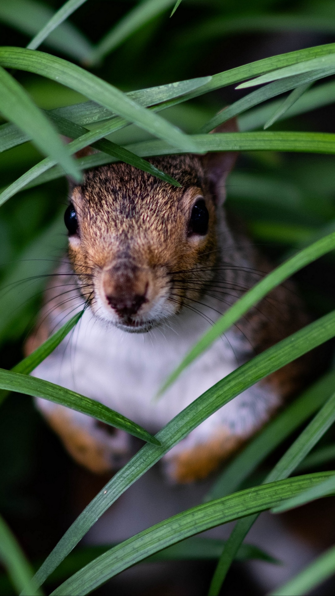 Plant, Meadow Jumping Mouse, Rodent, Whiskers, Rat. Wallpaper in 1080x1920 Resolution