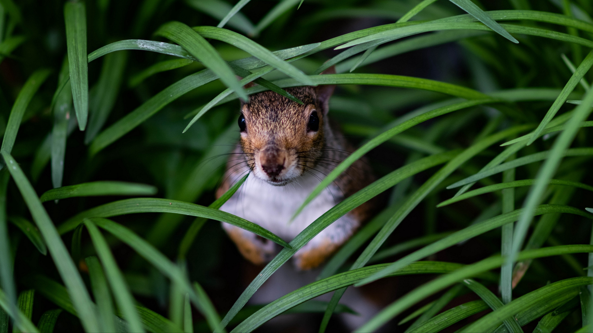 Souris Sauteuse de Prairie, Rongeurs, Moustache, Rat, Souris à Pattes Blanches. Wallpaper in 1920x1080 Resolution