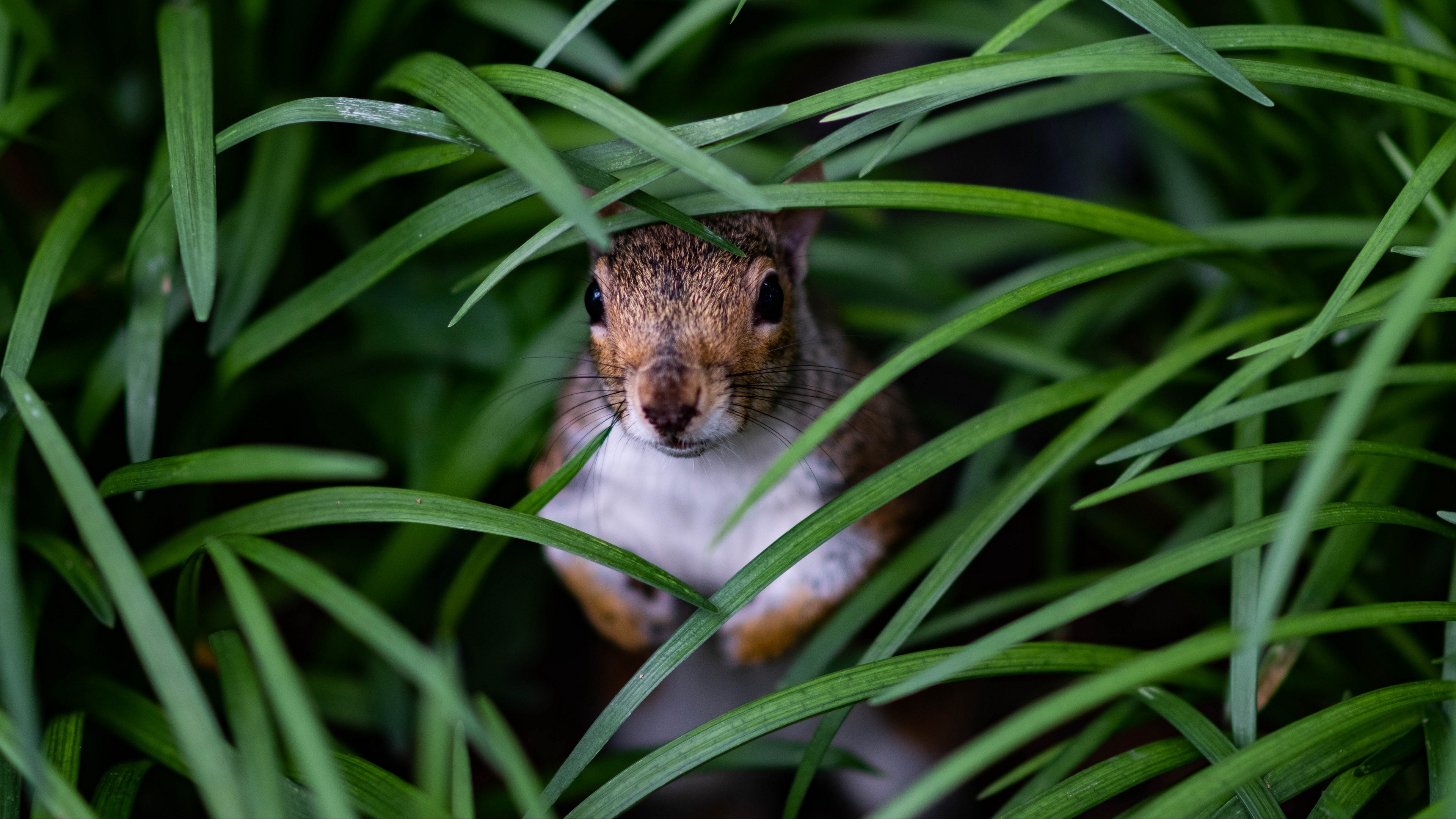 Souris Sauteuse de Prairie, Rongeurs, Moustache, Rat, Souris à Pattes Blanches. Wallpaper in 3840x2160 Resolution