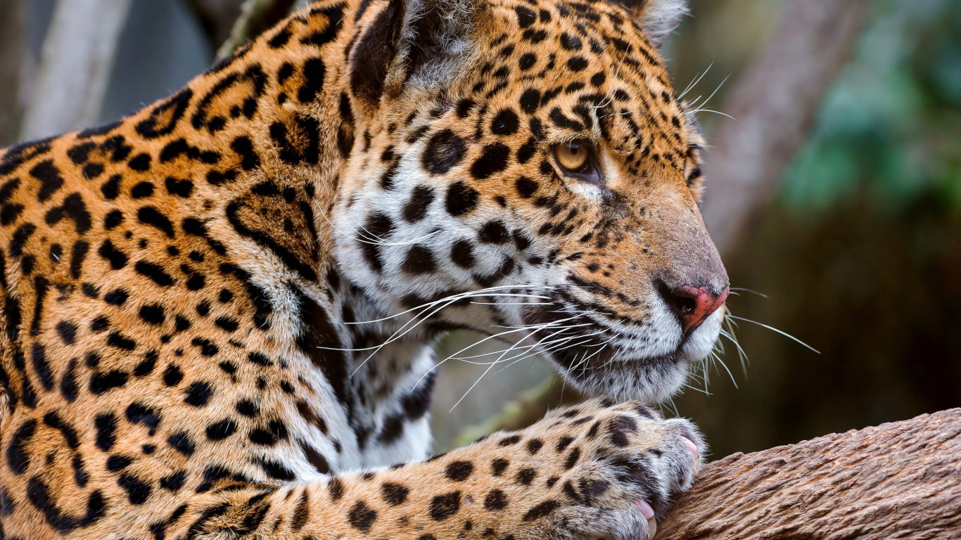 Brauner Und Schwarzer Leopard Auf Braunem Ast. Wallpaper in 1366x768 Resolution