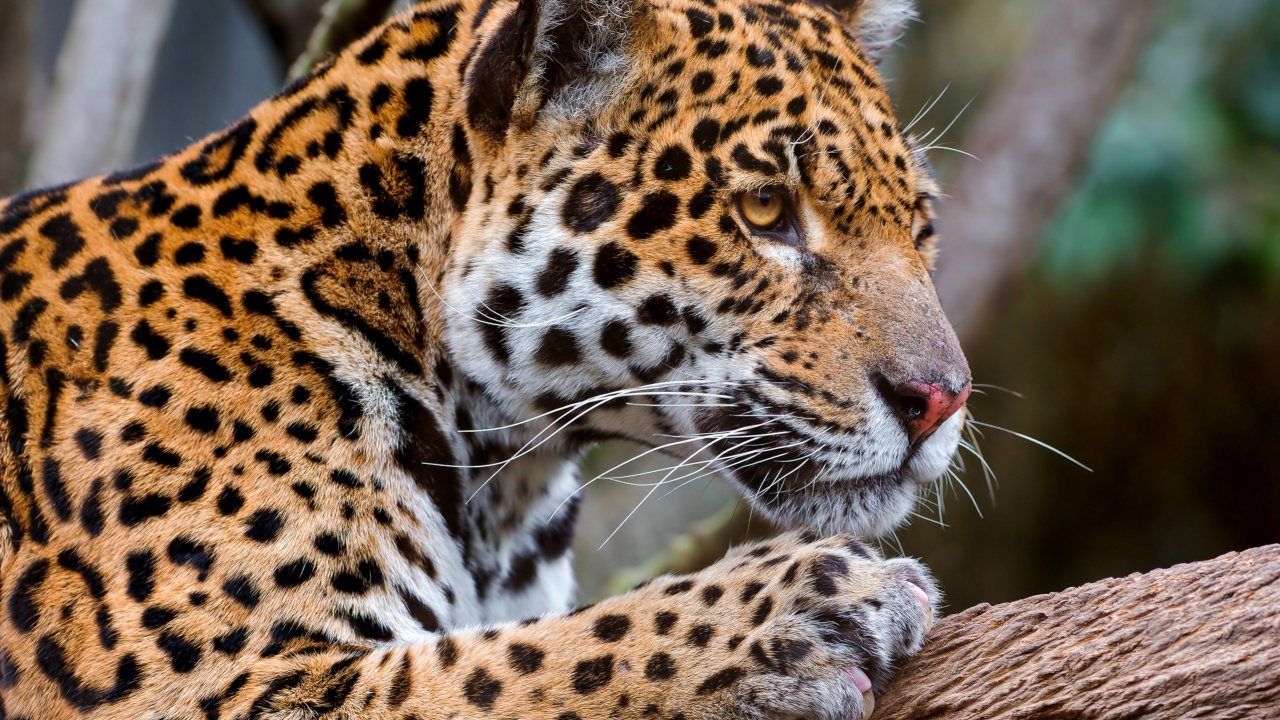 Brown and Black Leopard on Brown Tree Branch. Wallpaper in 1280x720 Resolution