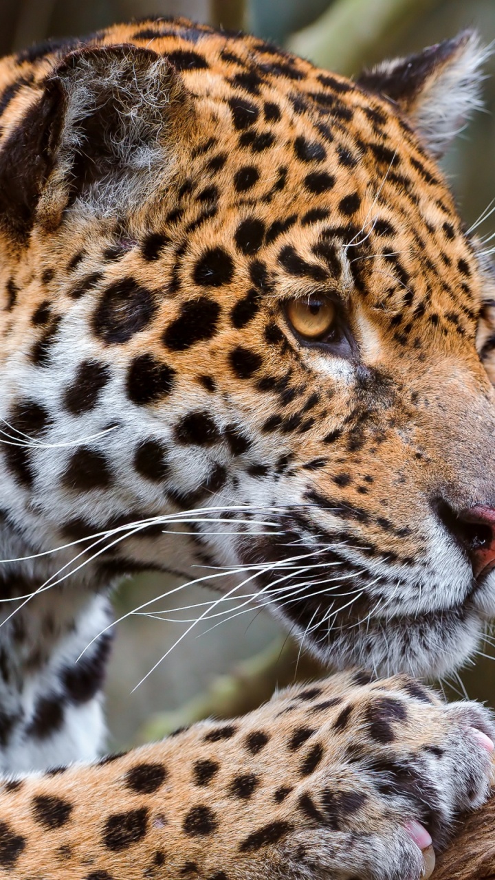 Brown and Black Leopard on Brown Tree Branch. Wallpaper in 720x1280 Resolution