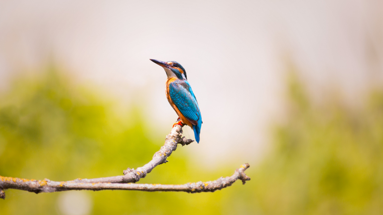 Blue and Brown Bird on Brown Tree Branch. Wallpaper in 1280x720 Resolution