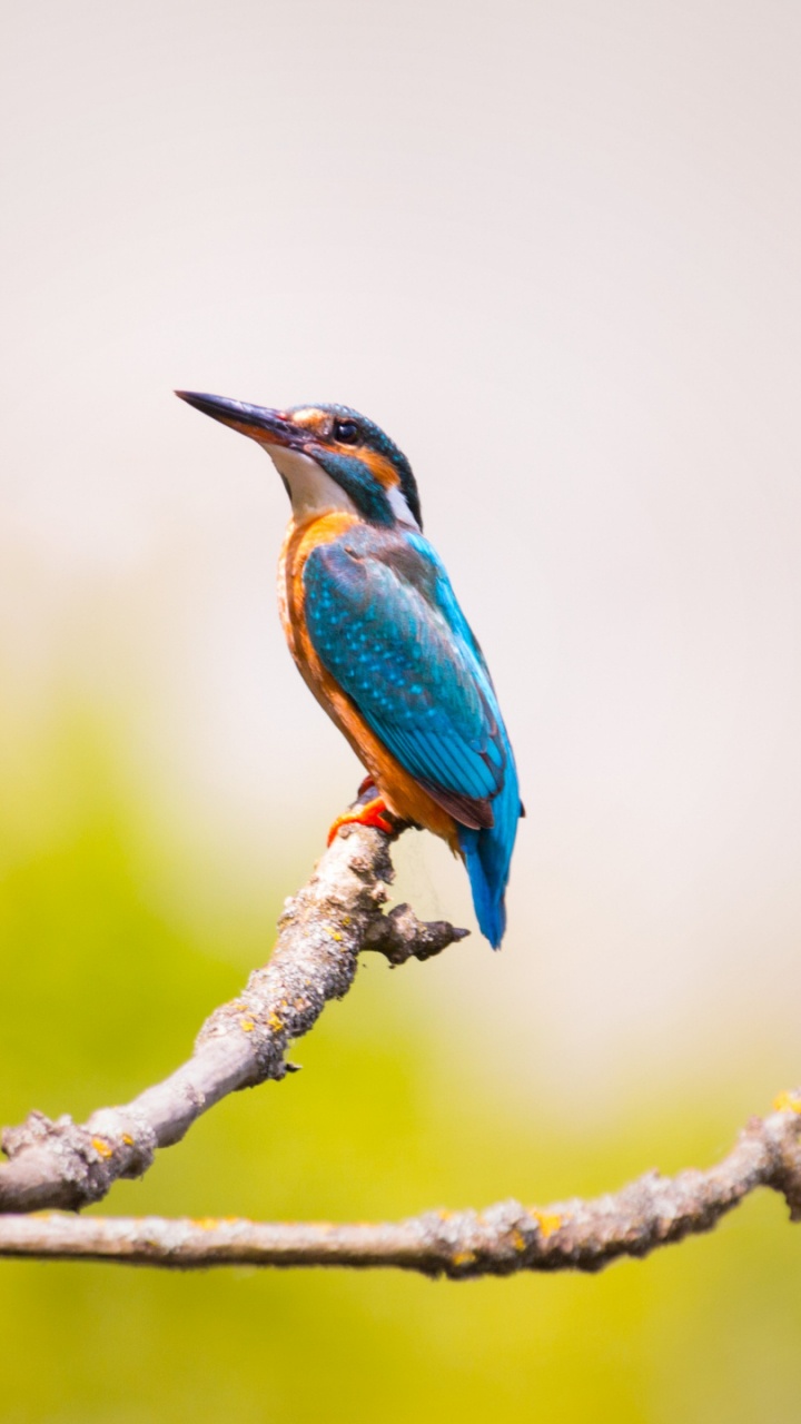 共同翠鸟, 鸟, Coraciiformes, 野生动物 壁纸 720x1280 允许