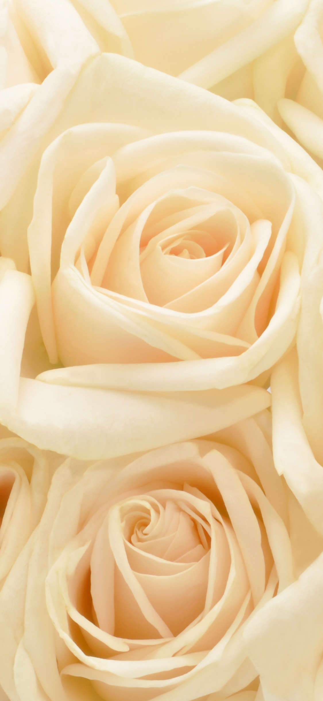 Rosa Blanca en Fotografía de Cerca. Wallpaper in 1125x2436 Resolution