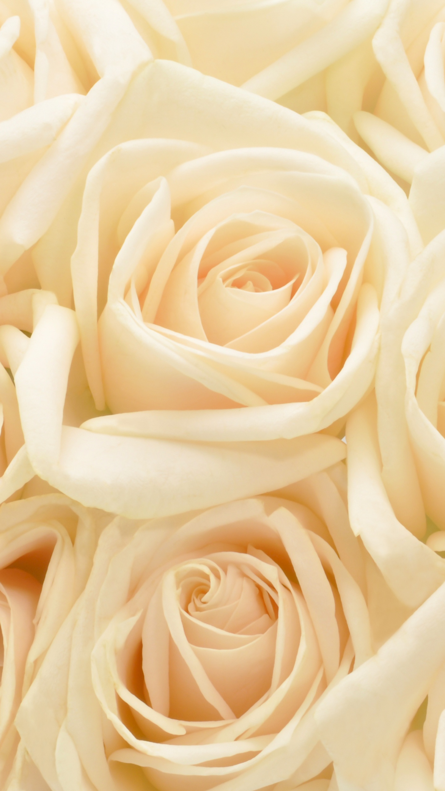 Rosa Blanca en Fotografía de Cerca. Wallpaper in 1440x2560 Resolution