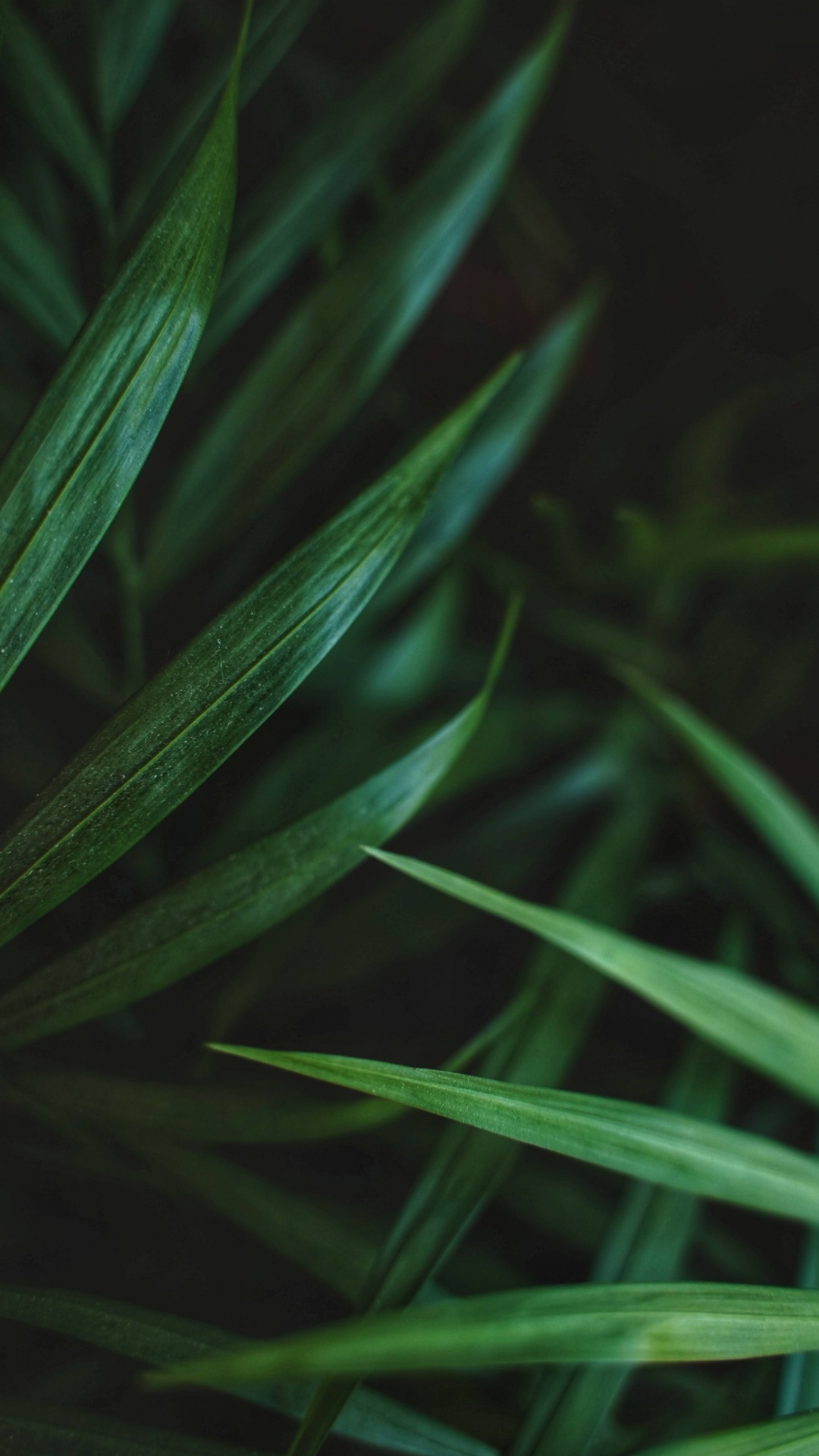 Leaf, Palms, Ponytail Palm, Succulent Plant, Plant. Wallpaper in 1080x1920 Resolution