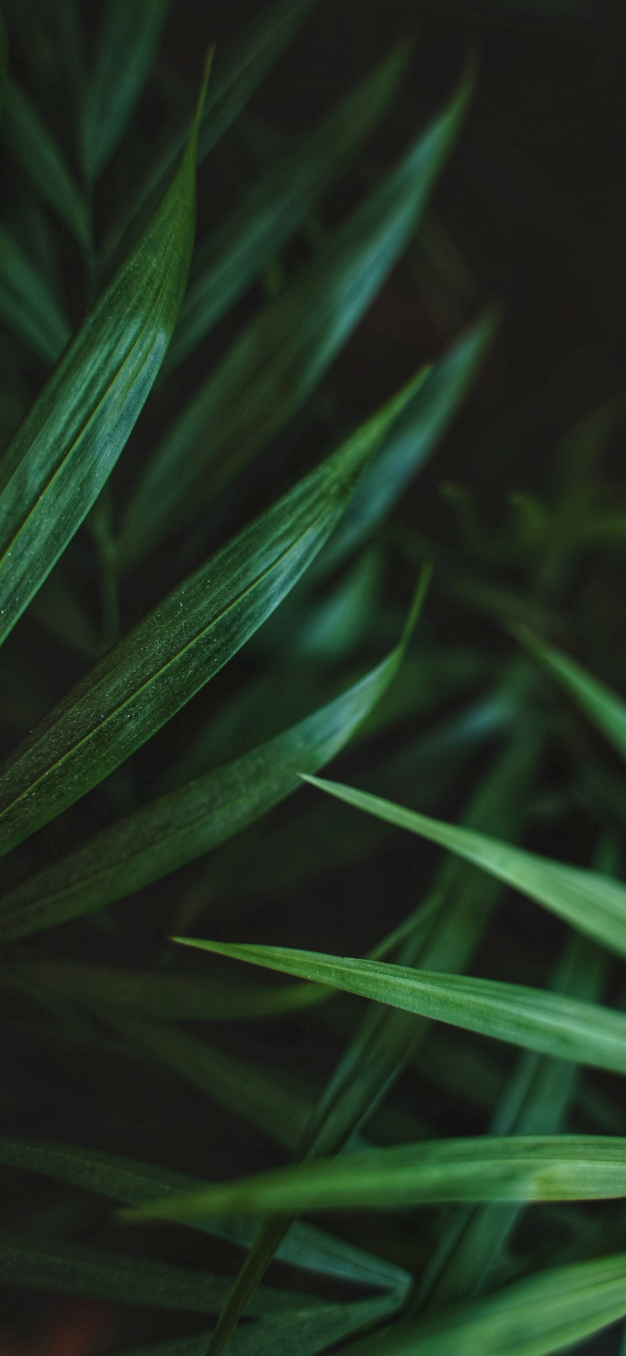 Leaf, Palms, Ponytail Palm, Succulent Plant, Plant. Wallpaper in 1242x2688 Resolution