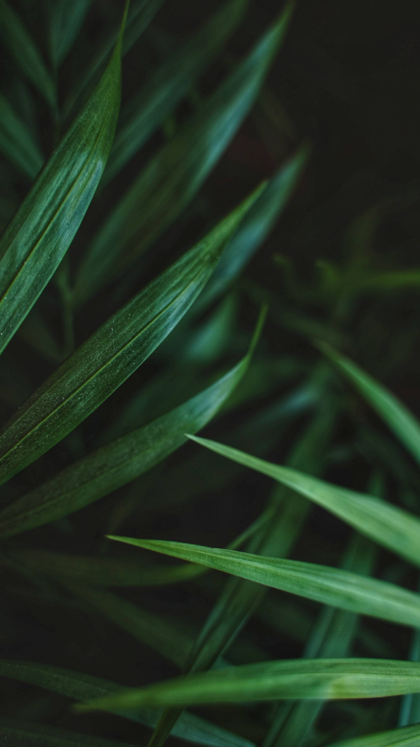 Leaf, Palms, Ponytail Palm, Succulent Plant, Plant. Wallpaper in 1440x2560 Resolution