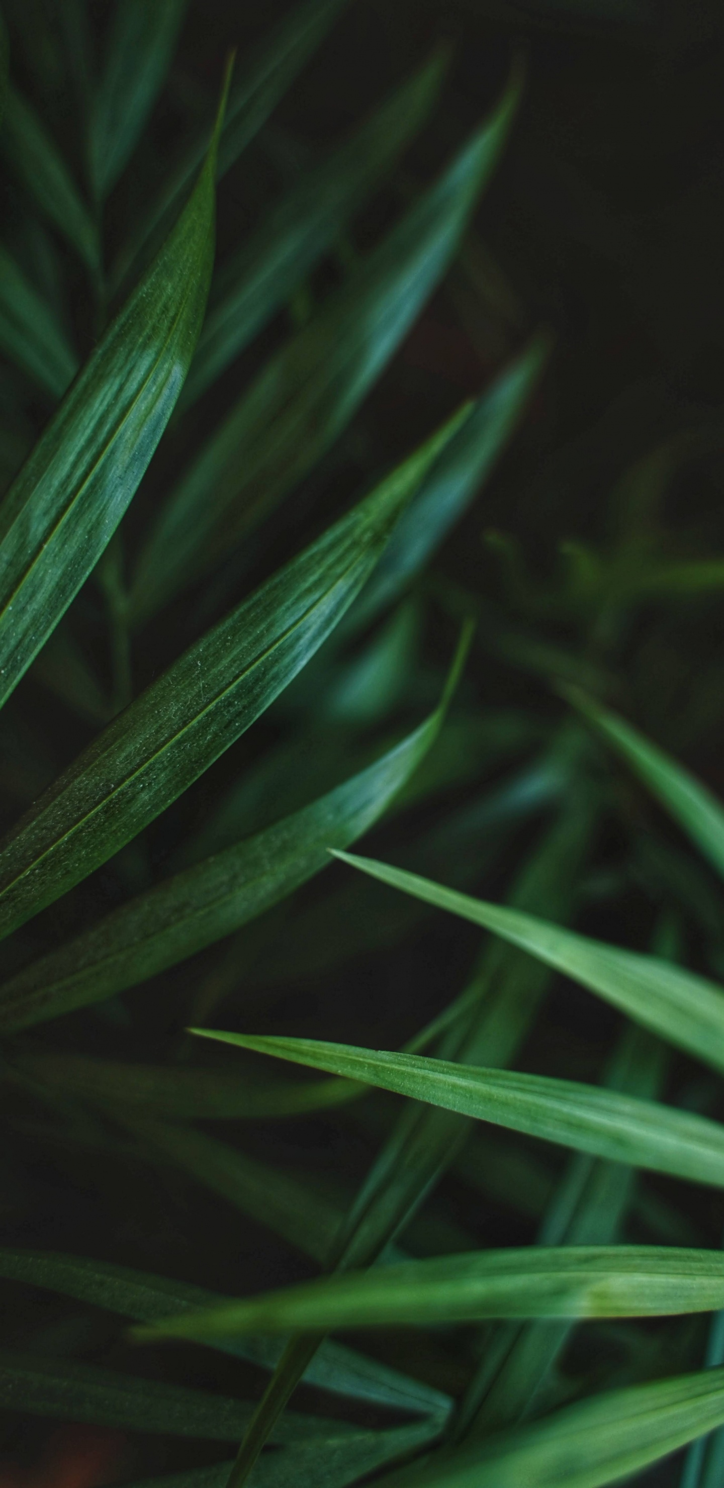 Leaf, Palms, Ponytail Palm, Succulent Plant, Plant. Wallpaper in 1440x2960 Resolution