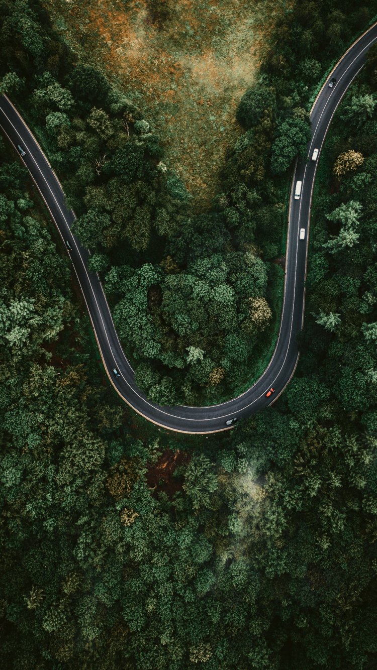 Forest, Plant, Road Surface, Tree, Thoroughfare. Wallpaper in 750x1334 Resolution