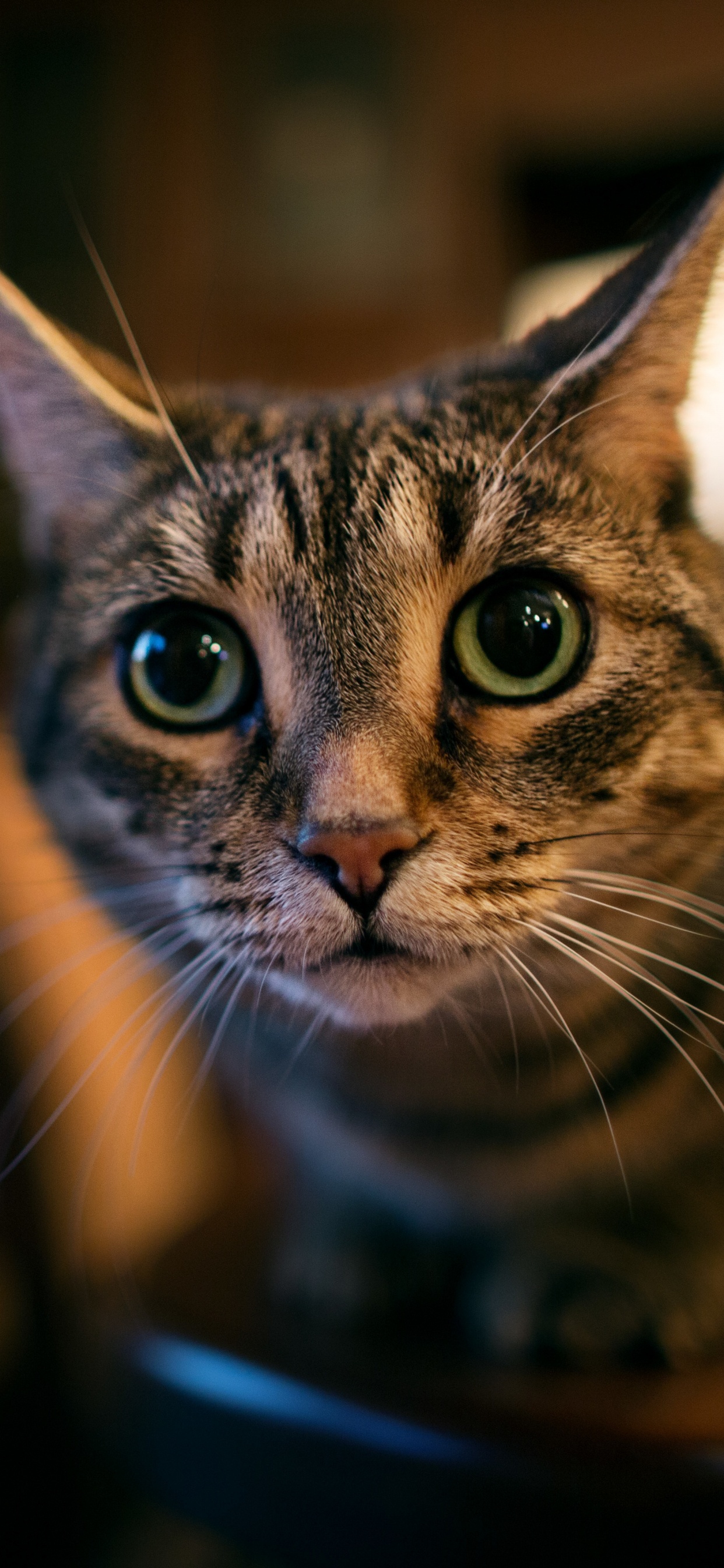 Brown Tabby Cat in Blue Ceramic Bowl. Wallpaper in 1242x2688 Resolution