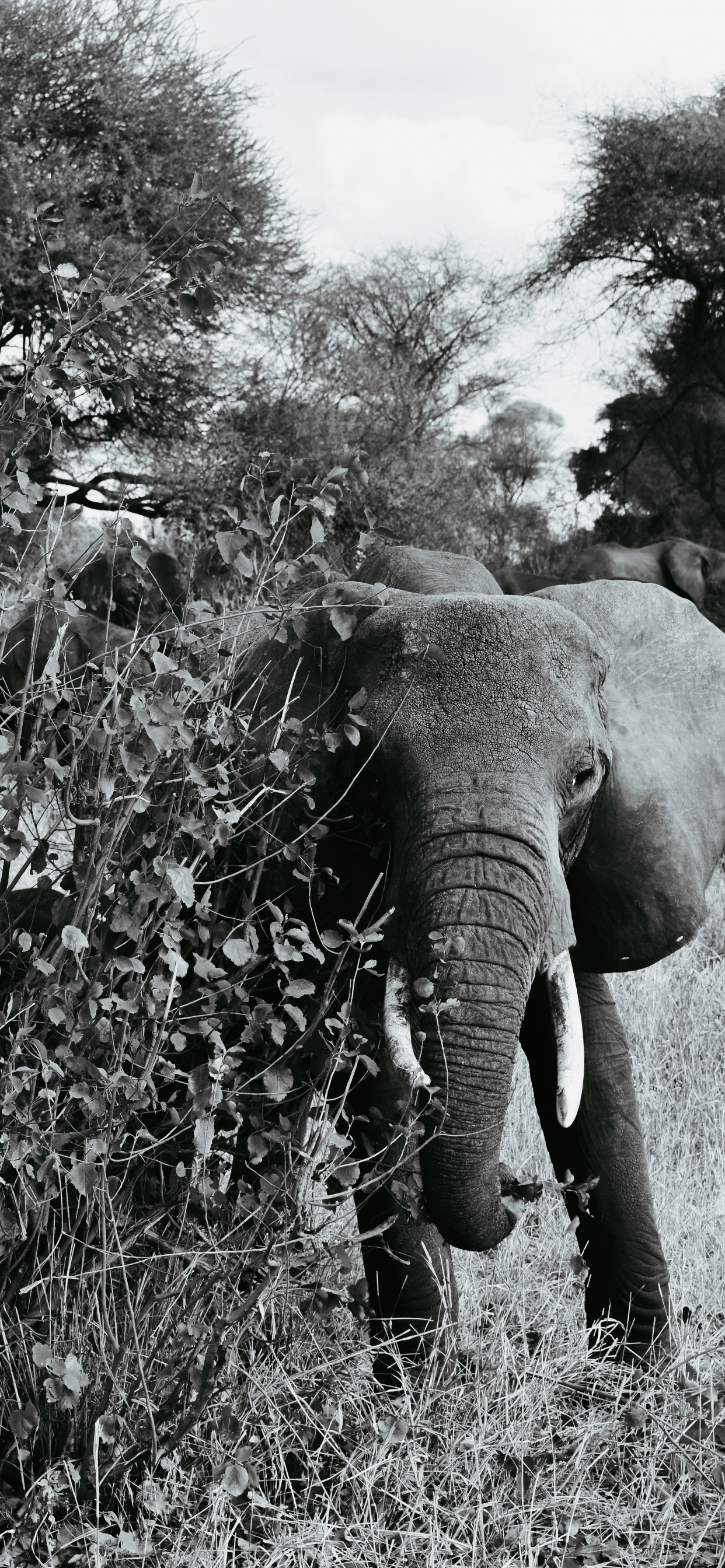 Elephant Eating Grass During Daytime. Wallpaper in 1242x2688 Resolution