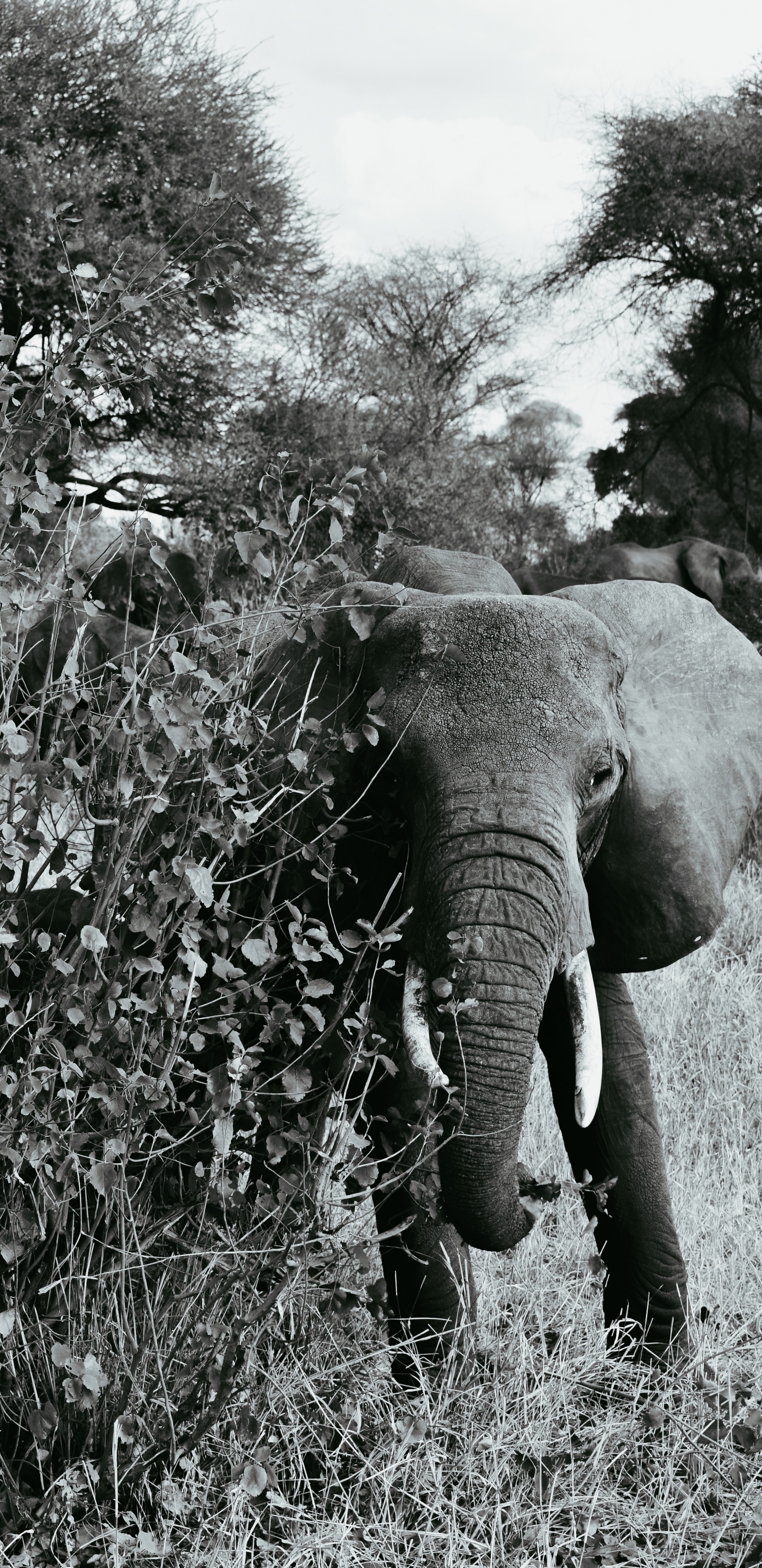 Elefante Comiendo Hierba Durante el Día. Wallpaper in 1440x2960 Resolution