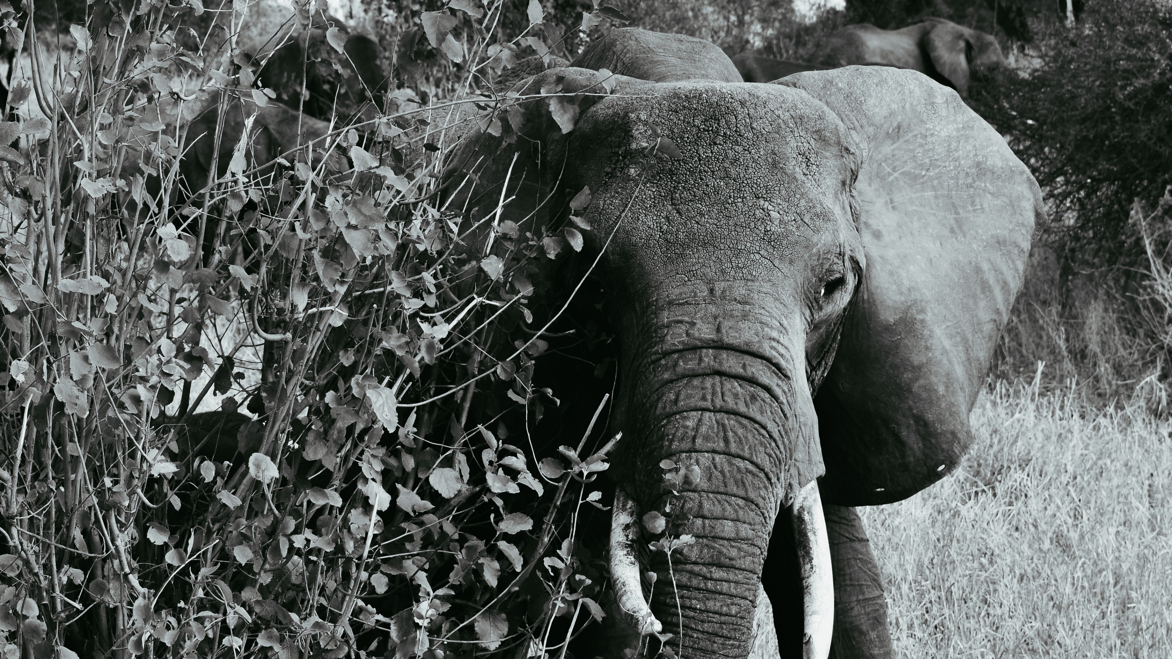 Elefante Comiendo Hierba Durante el Día. Wallpaper in 3840x2160 Resolution