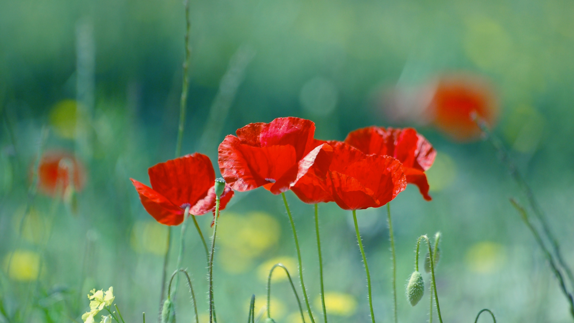 Red Poppy in Bloom During Daytime. Wallpaper in 1920x1080 Resolution
