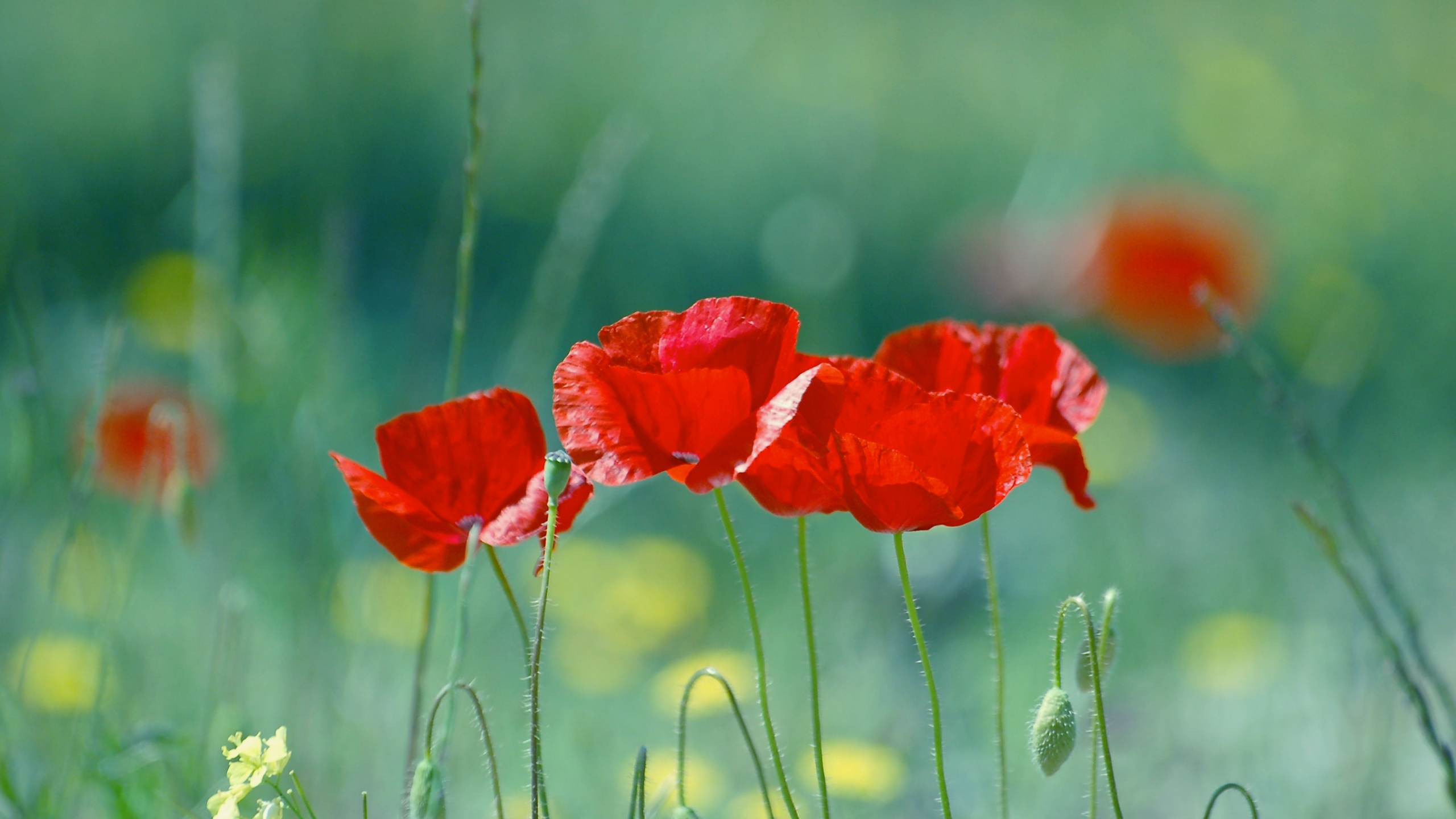 Red Poppy in Bloom During Daytime. Wallpaper in 2560x1440 Resolution