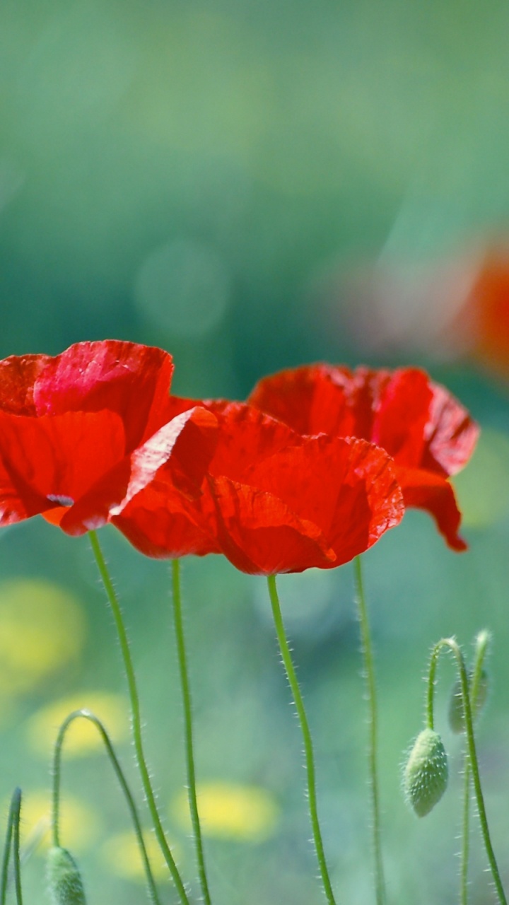 Red Poppy in Bloom During Daytime. Wallpaper in 720x1280 Resolution