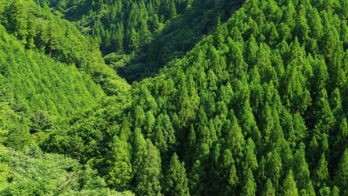 Tagsüber Grüne Bäume Auf Dem Berg. Wallpaper in 1366x768 Resolution