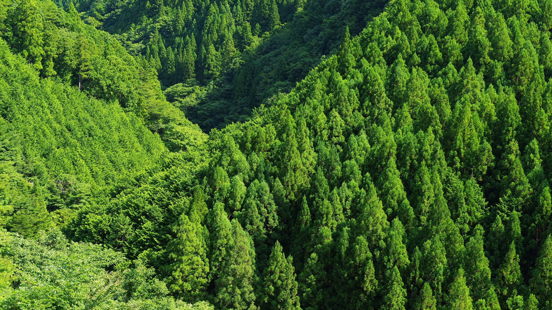 Green Trees on Mountain During Daytime. Wallpaper in 1920x1080 Resolution