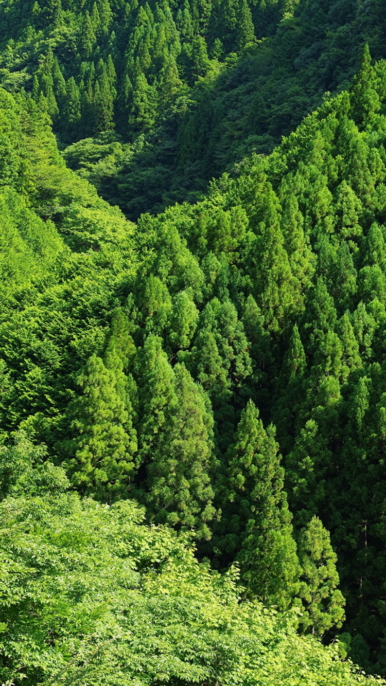Green Trees on Mountain During Daytime. Wallpaper in 750x1334 Resolution