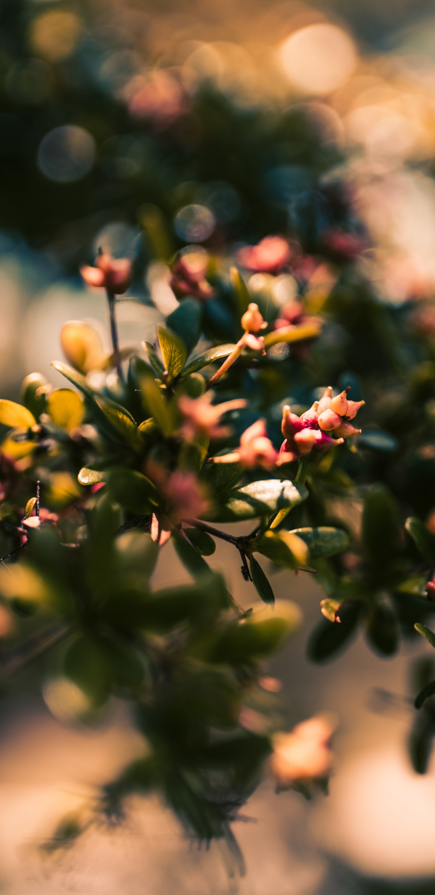 Boutons de Fleurs Rouges et Jaunes Dans L'objectif à Basculement. Wallpaper in 1440x2960 Resolution