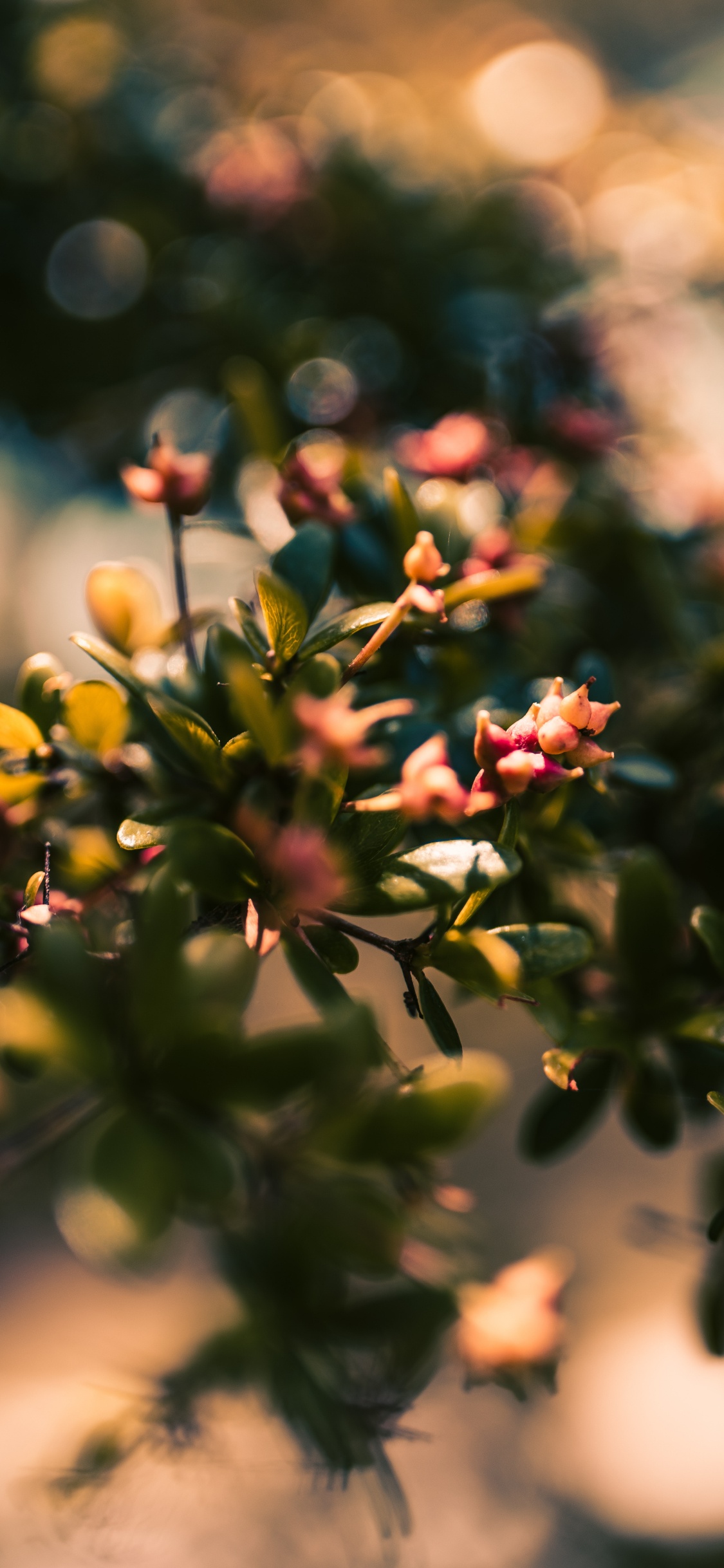 Red and Yellow Flower Buds in Tilt Shift Lens. Wallpaper in 1125x2436 Resolution