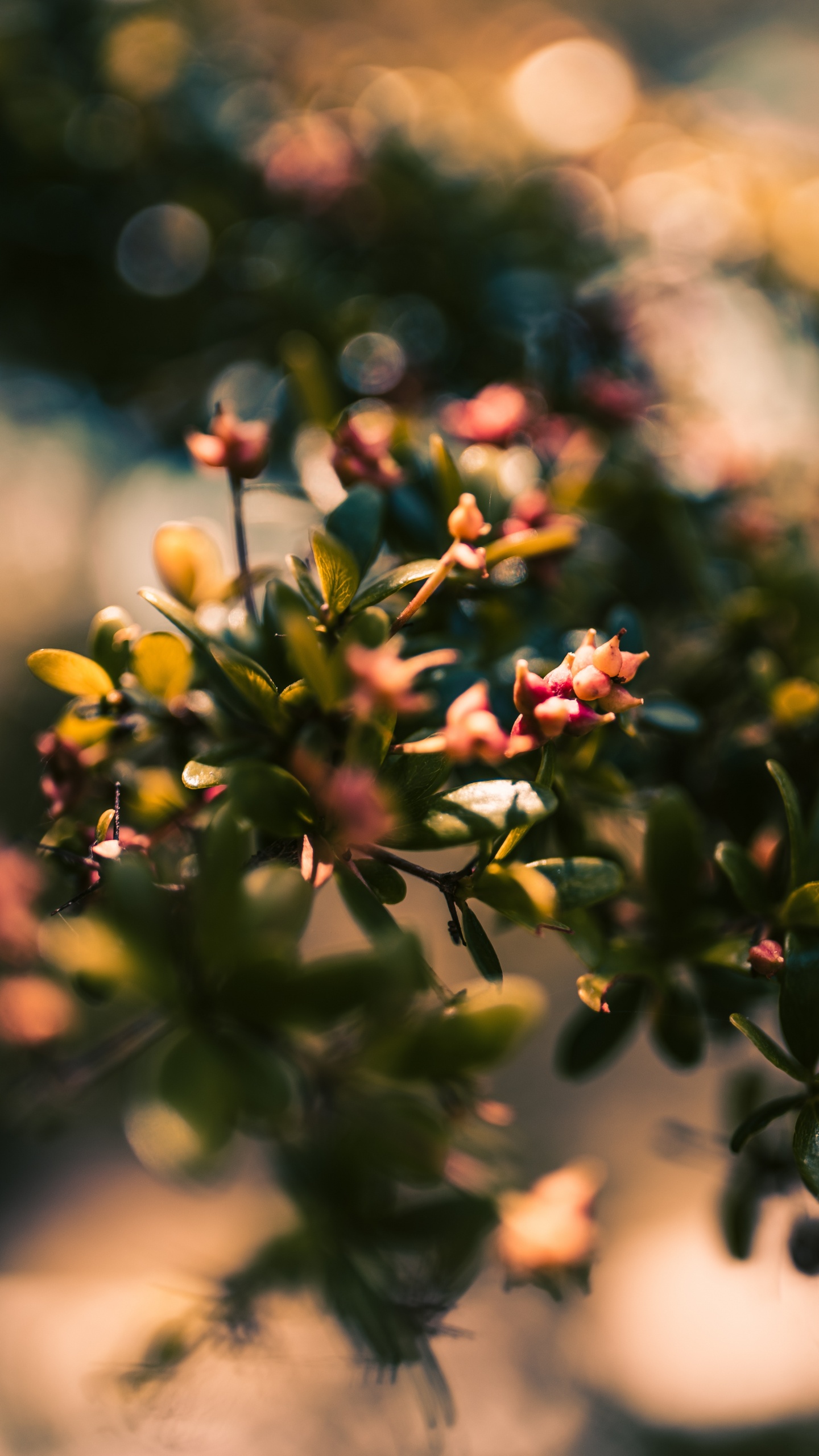 Red and Yellow Flower Buds in Tilt Shift Lens. Wallpaper in 1440x2560 Resolution