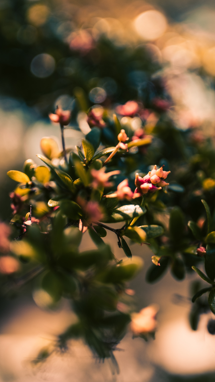 Red and Yellow Flower Buds in Tilt Shift Lens. Wallpaper in 750x1334 Resolution