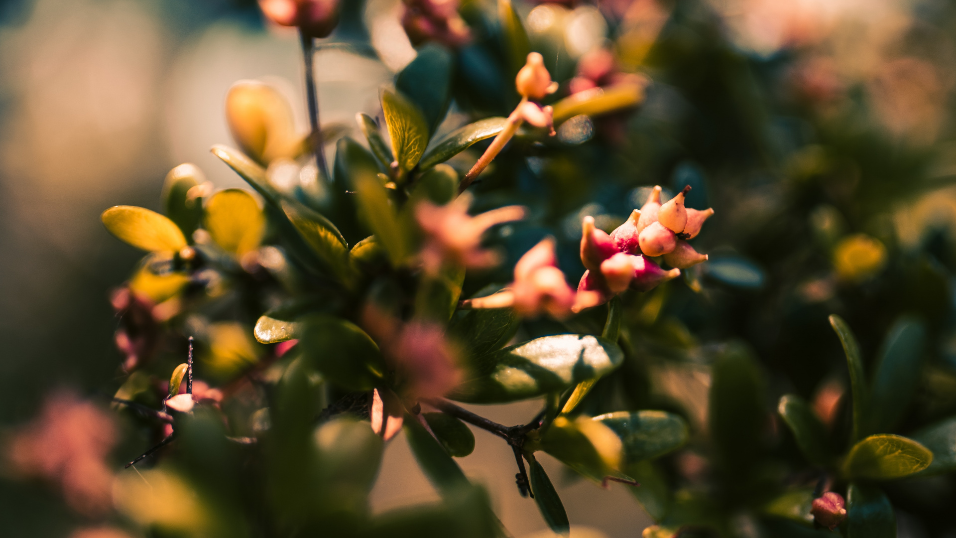 开花, 光, 弹簧, 阳光, Bud 壁纸 1920x1080 允许