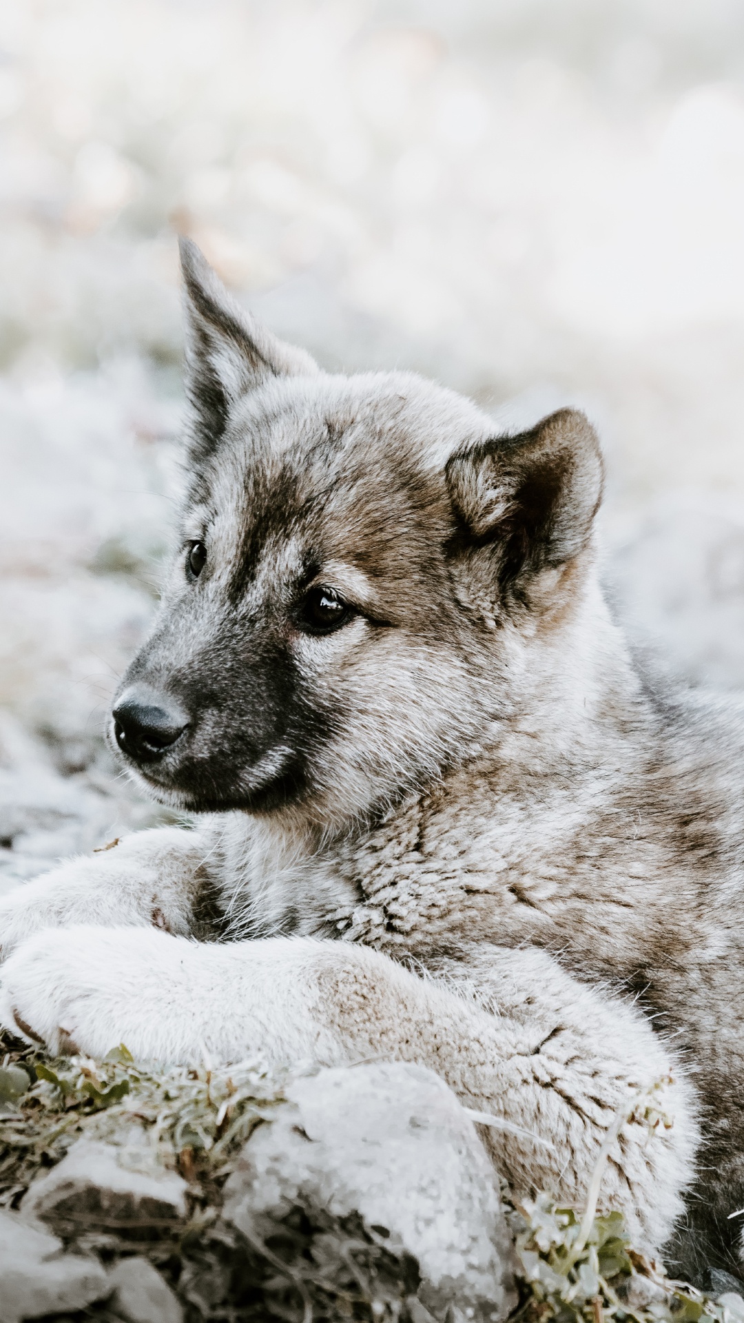 捷克斯洛伐克那只狼狗, 小狗, 挪威elkhound, 那只狼狗, 野生动物 壁纸 1080x1920 允许