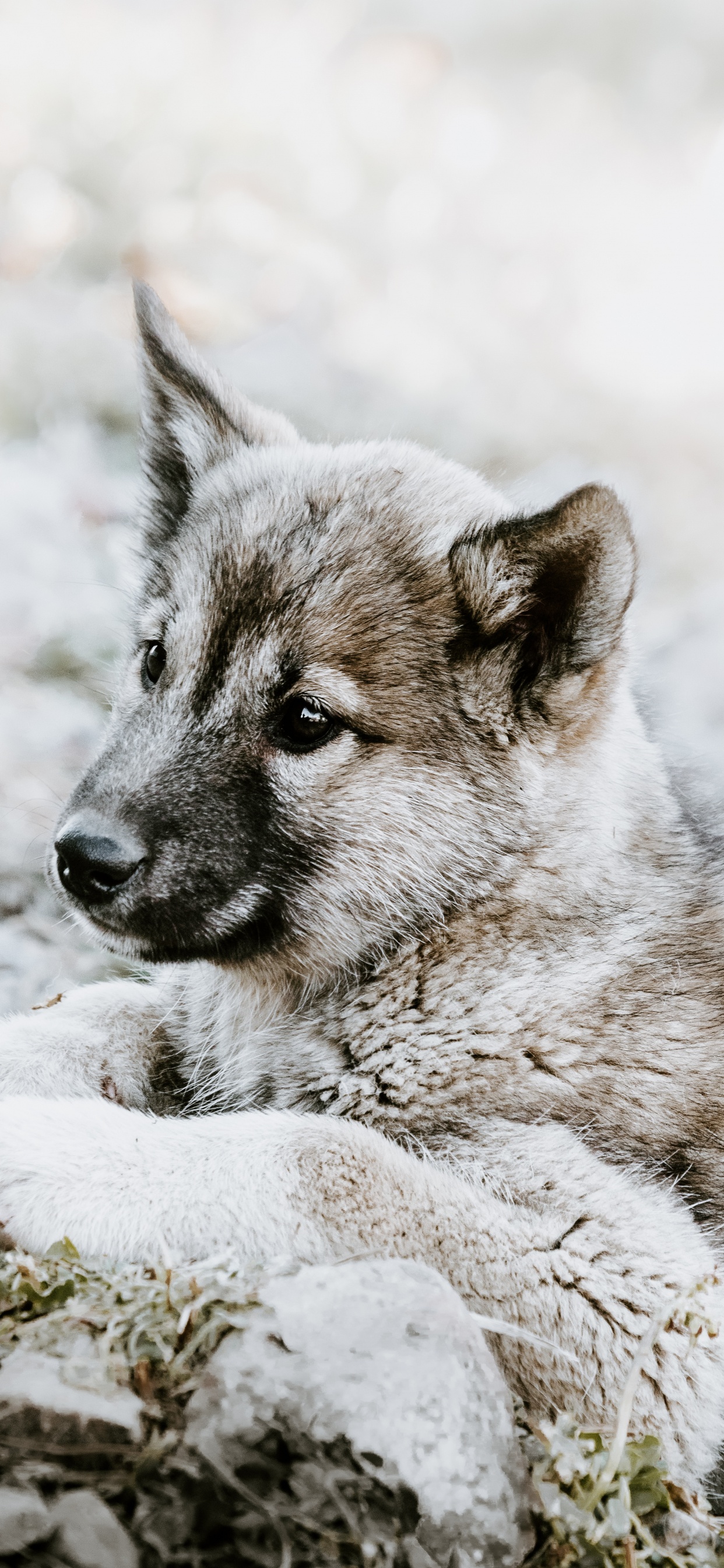 捷克斯洛伐克那只狼狗, 小狗, 挪威elkhound, 那只狼狗, 野生动物 壁纸 1242x2688 允许