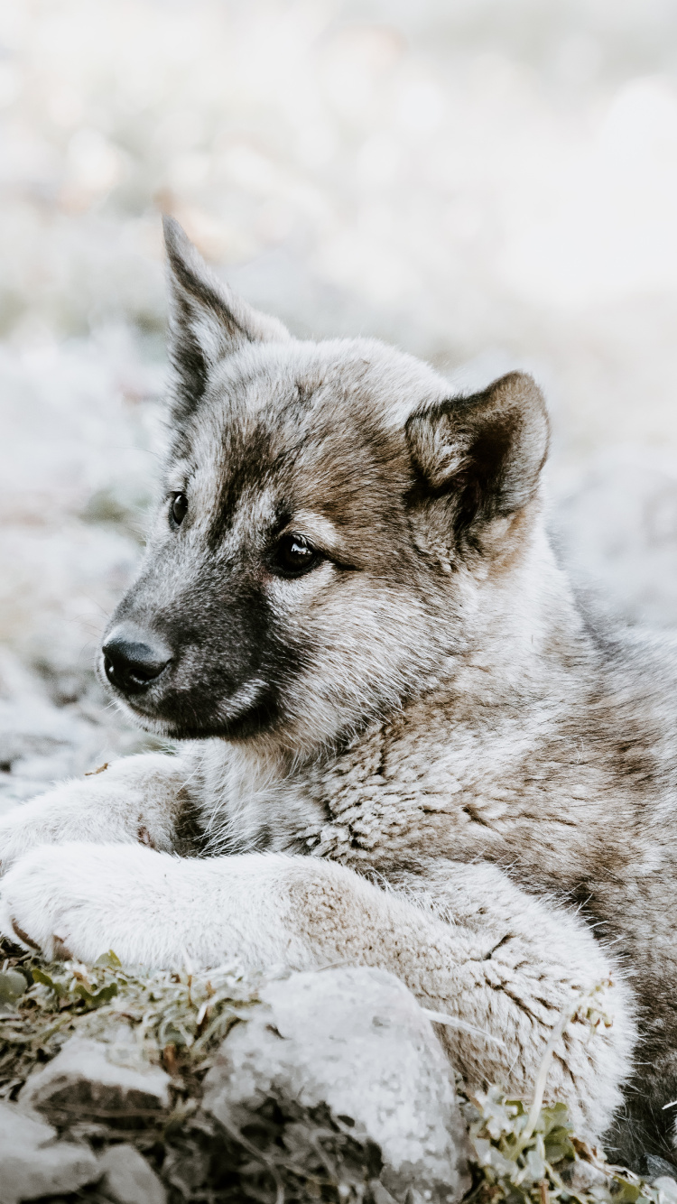 捷克斯洛伐克那只狼狗, 小狗, 挪威elkhound, 那只狼狗, 野生动物 壁纸 750x1334 允许