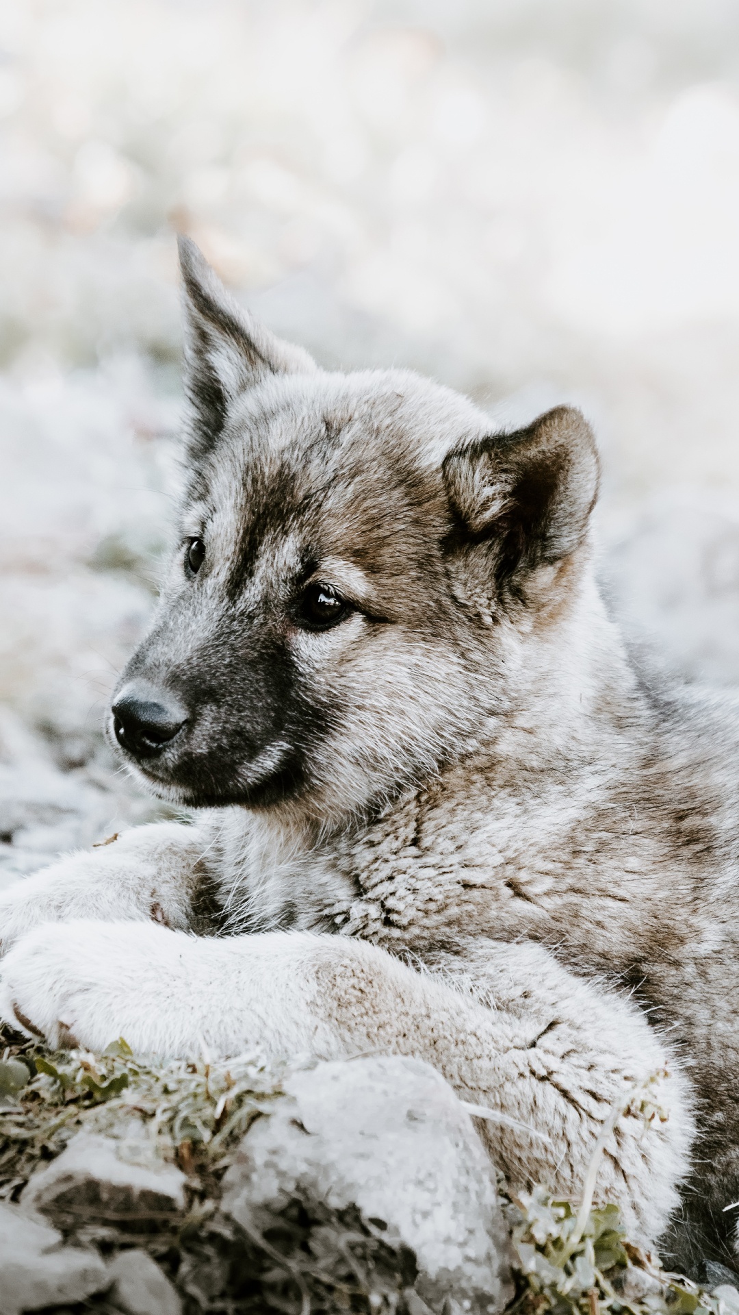 Gray and White Short Coated Puppy on Snow Covered Ground During Daytime. Wallpaper in 1080x1920 Resolution