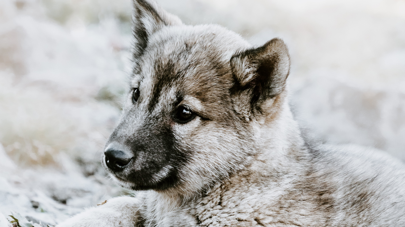 Gray and White Short Coated Puppy on Snow Covered Ground During Daytime. Wallpaper in 1366x768 Resolution