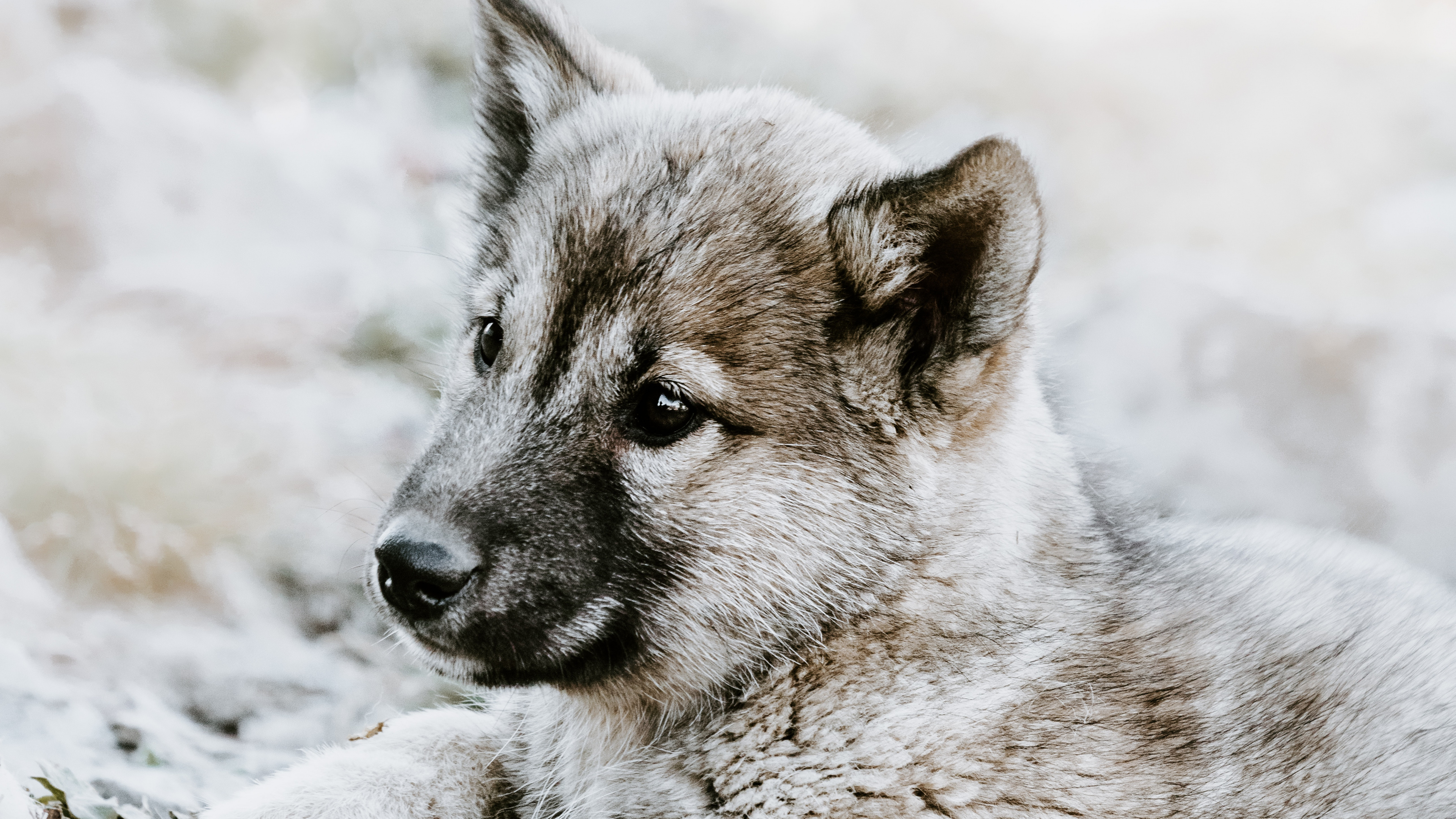 Gray and White Short Coated Puppy on Snow Covered Ground During Daytime. Wallpaper in 3840x2160 Resolution