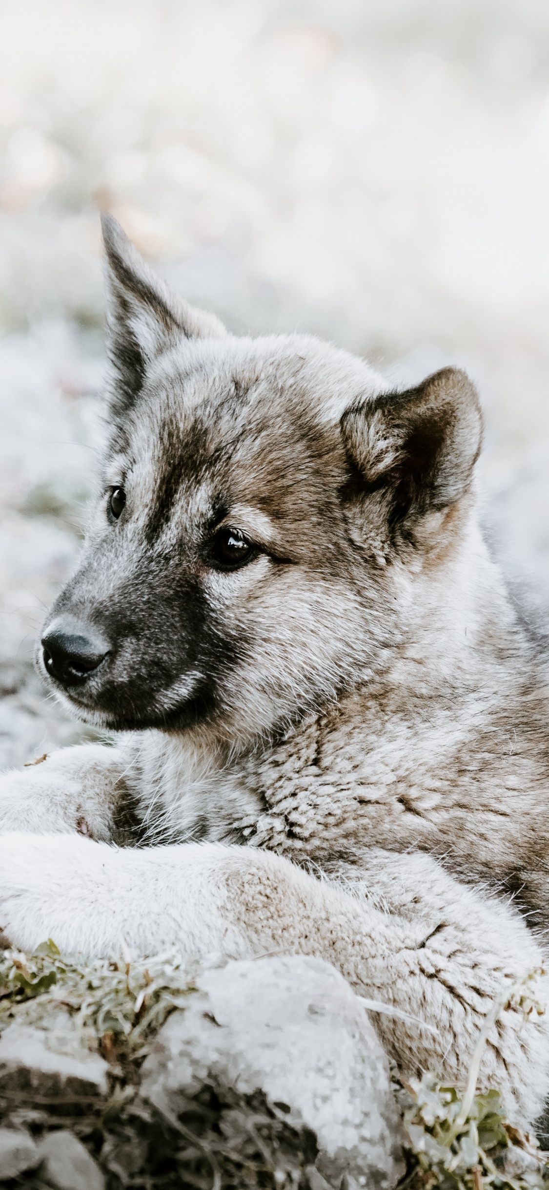 Chiot à Poil Court Gris et Blanc Sur Sol Couvert de Neige Pendant la Journée. Wallpaper in 1125x2436 Resolution