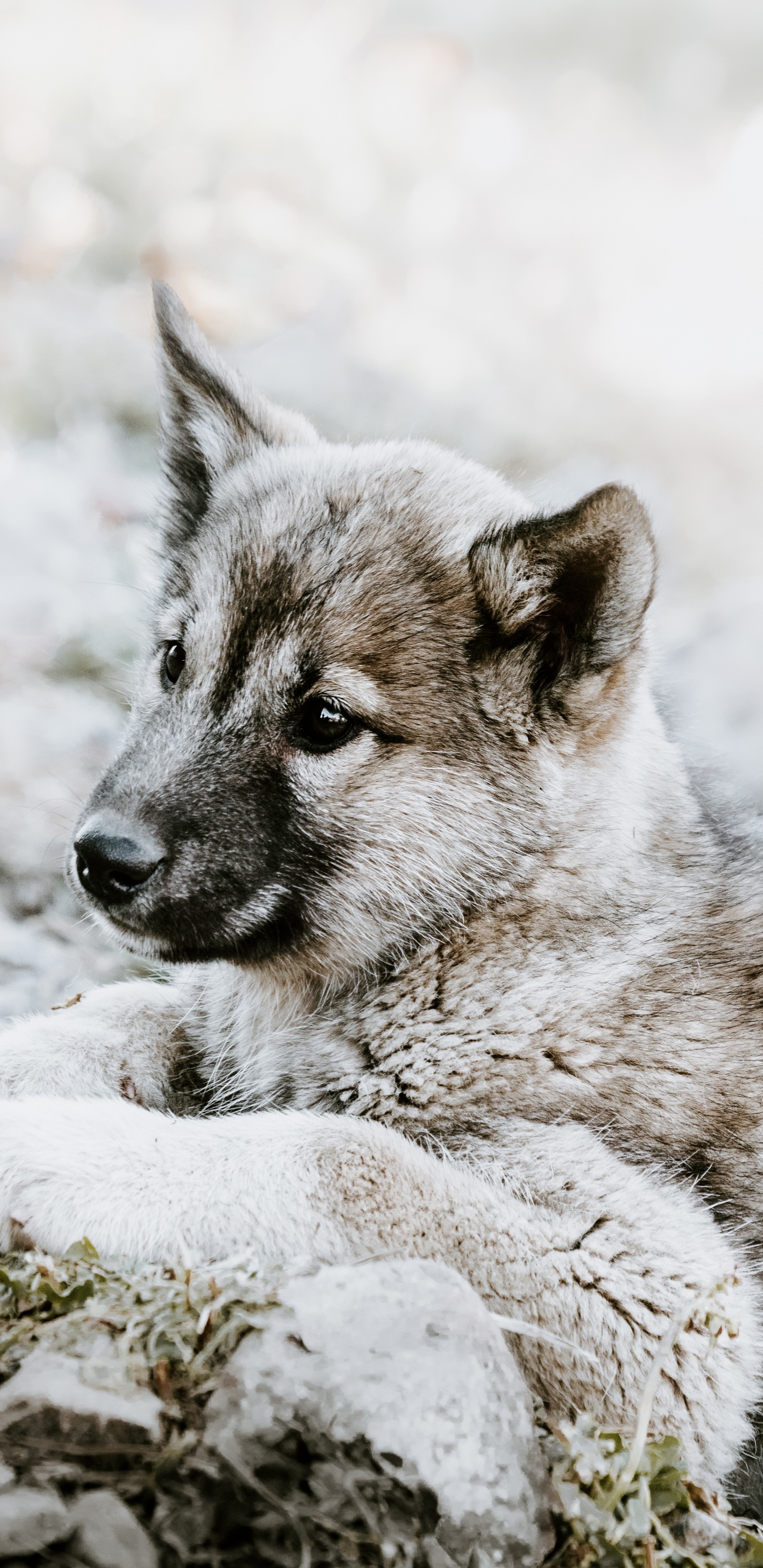 Chiot à Poil Court Gris et Blanc Sur Sol Couvert de Neige Pendant la Journée. Wallpaper in 1440x2960 Resolution