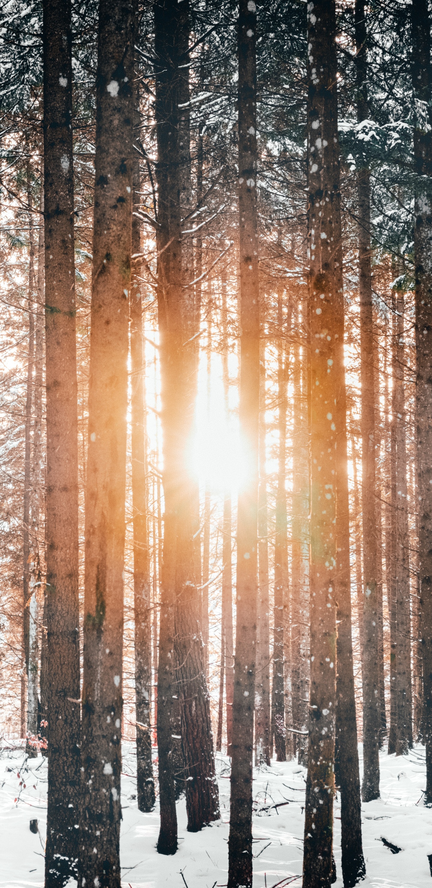 Baum, Schnee, Winter, Natur, Wald. Wallpaper in 1440x2960 Resolution