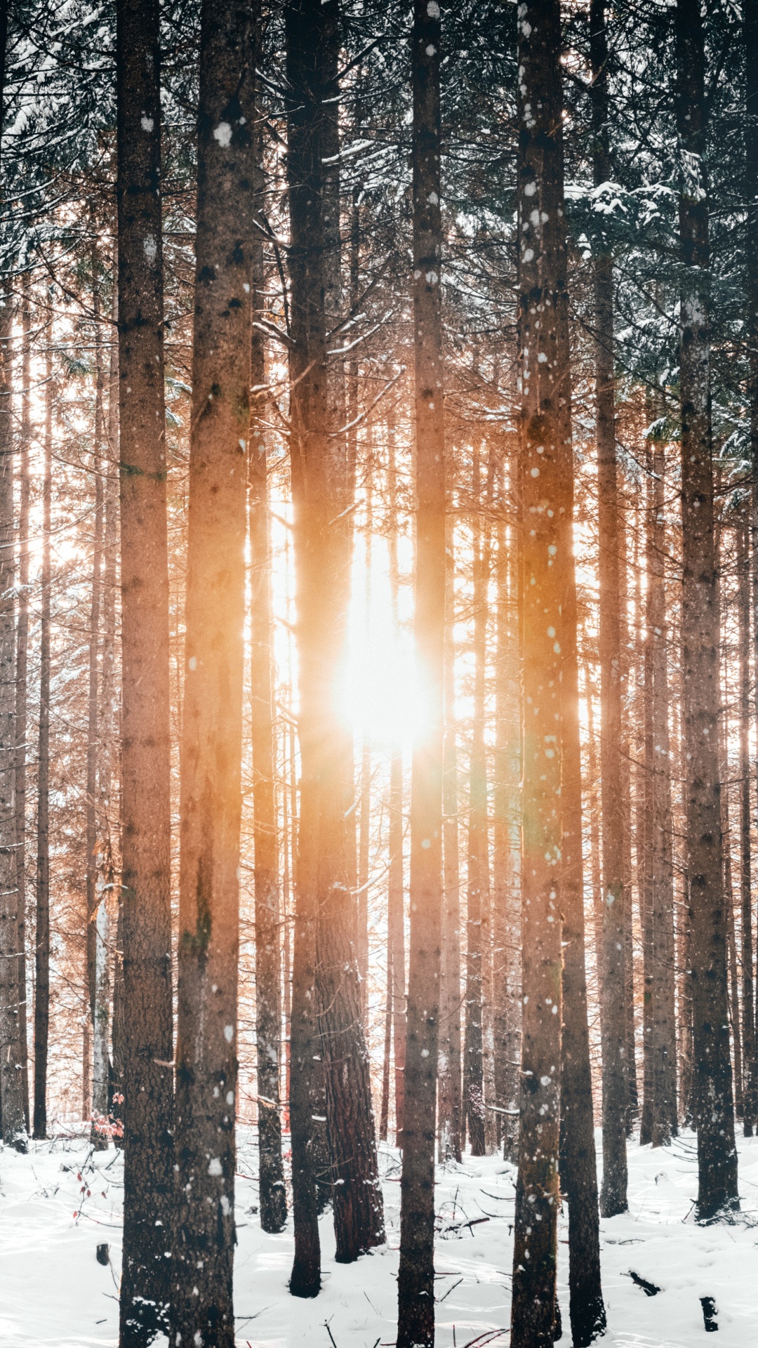 Nieve, Invierno, Naturaleza, Entorno Natural, Luz. Wallpaper in 1080x1920 Resolution