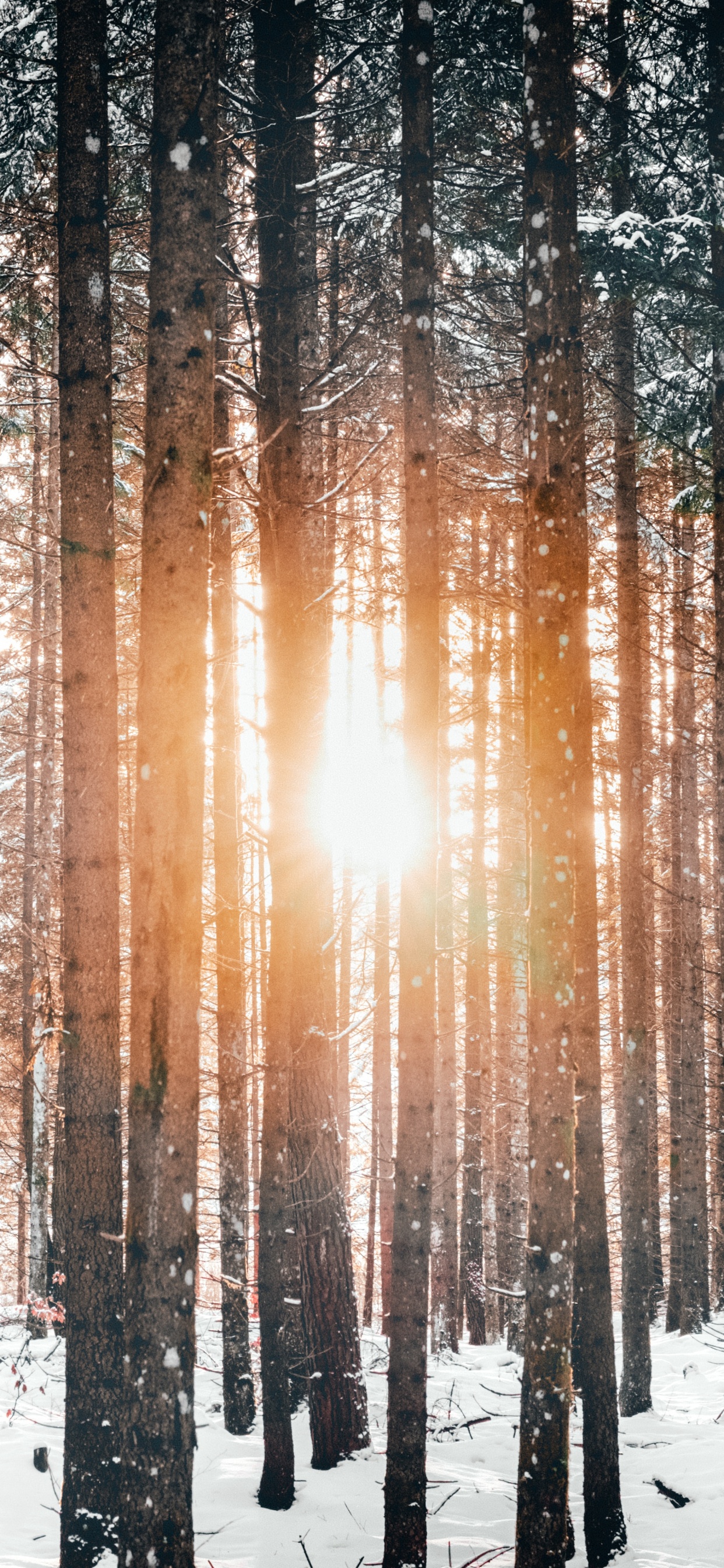 Nieve, Invierno, Naturaleza, Entorno Natural, Luz. Wallpaper in 1242x2688 Resolution