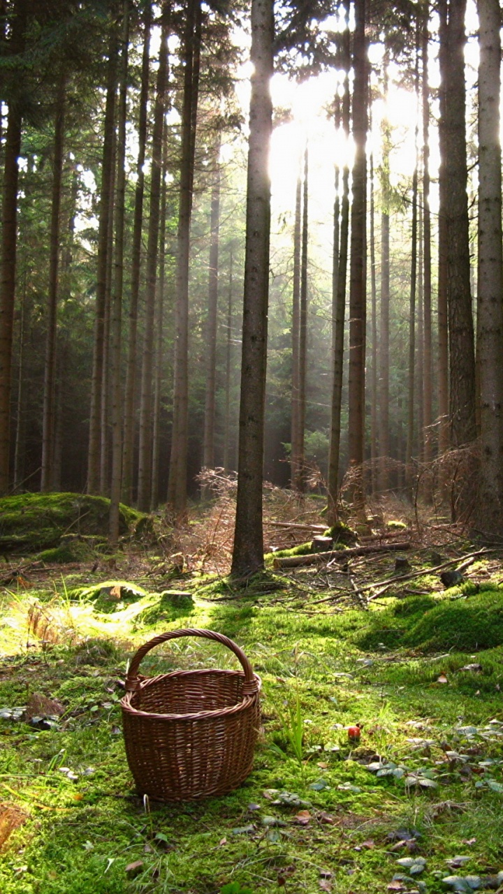 Brauner Weidenkorb Auf Grüner Wiese. Wallpaper in 720x1280 Resolution