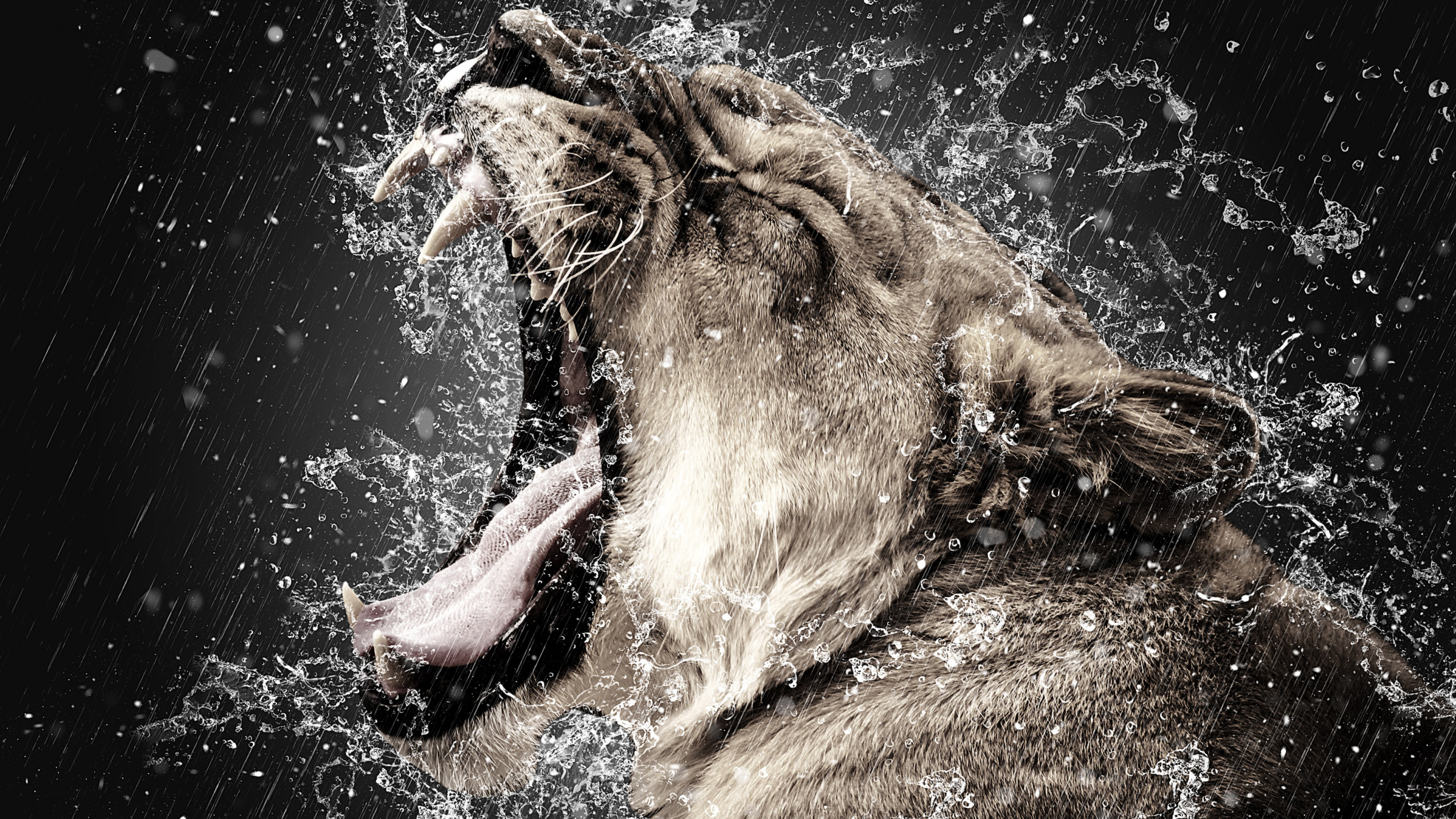 Brown Lion Mouth Open During Daytime. Wallpaper in 2560x1440 Resolution
