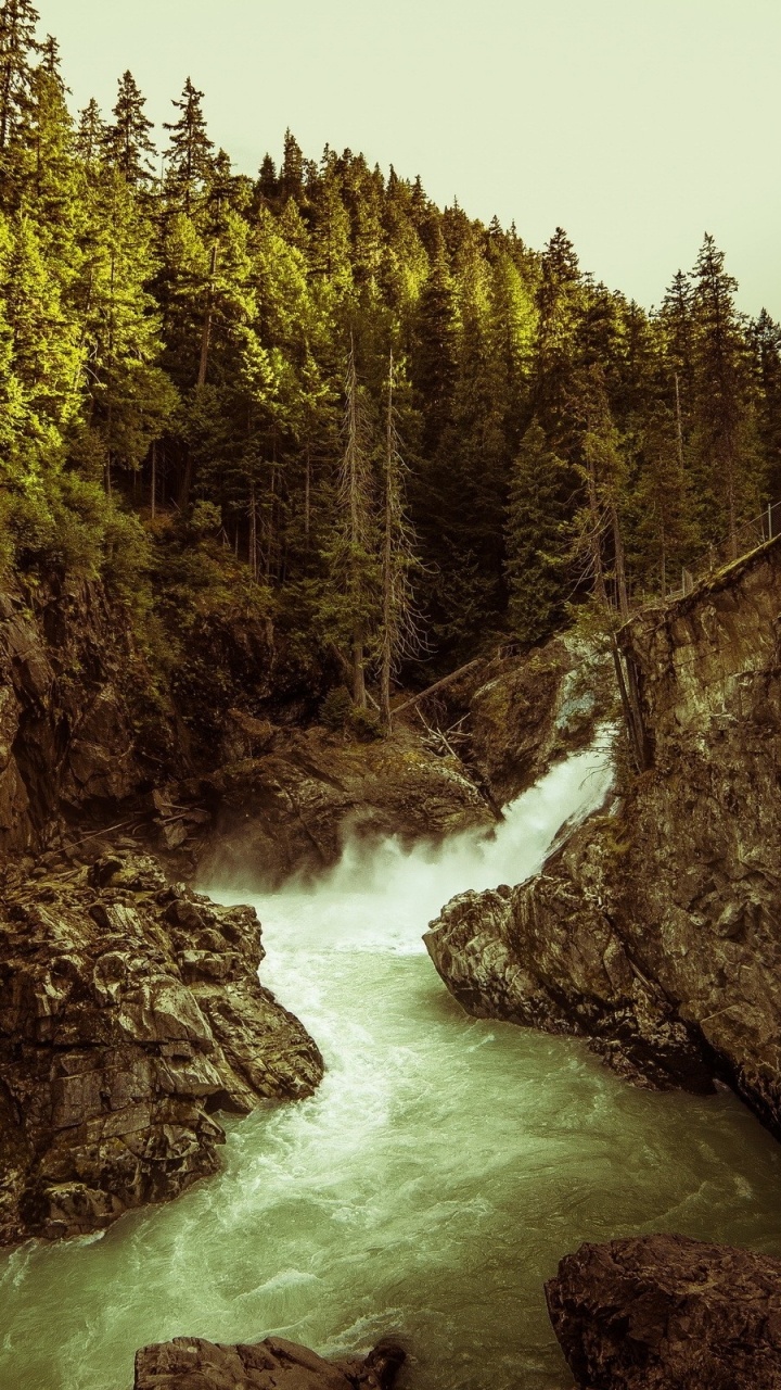 Tagsüber Grüne Bäume am Fluss. Wallpaper in 720x1280 Resolution