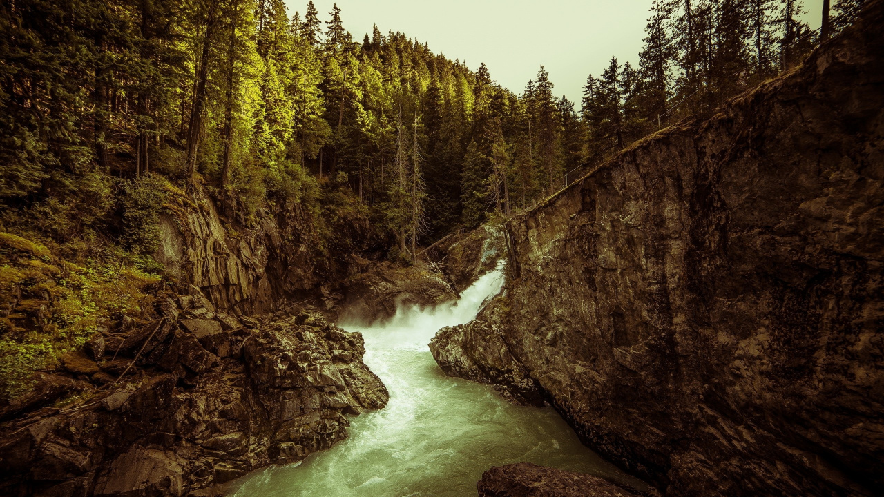 Green Trees Beside River During Daytime. Wallpaper in 1280x720 Resolution