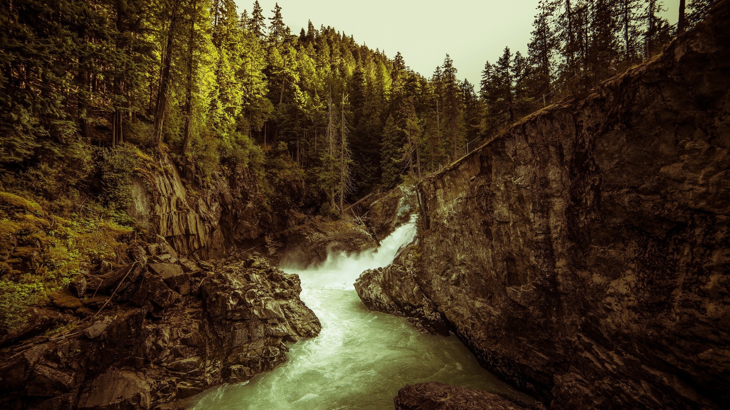 Green Trees Beside River During Daytime. Wallpaper in 2560x1440 Resolution