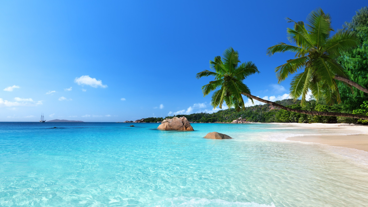 Green Palm Tree on Beach During Daytime. Wallpaper in 1280x720 Resolution